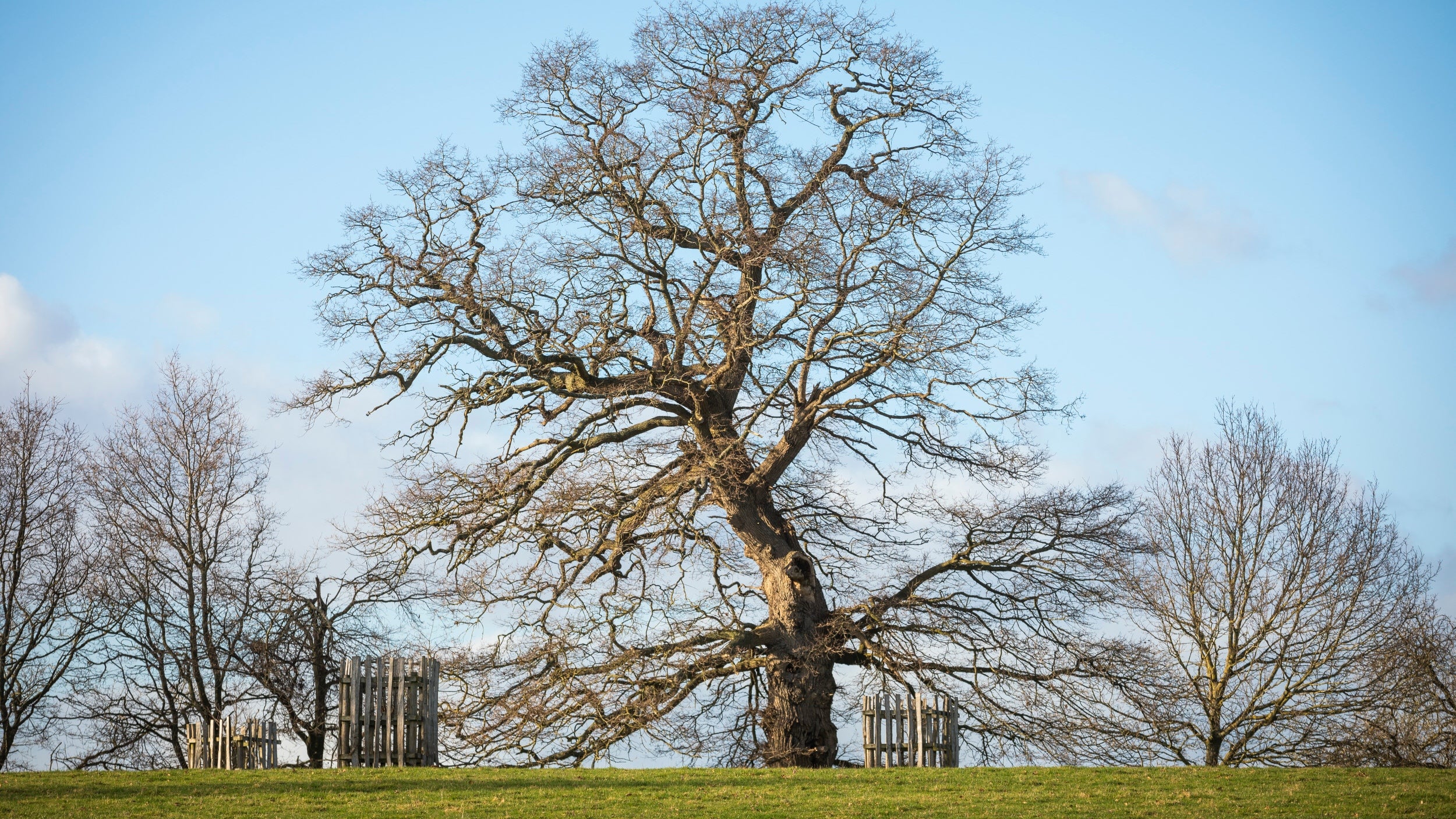 Winter scene with a bare tree against a blue sky in the parkland at Berrington Hall.