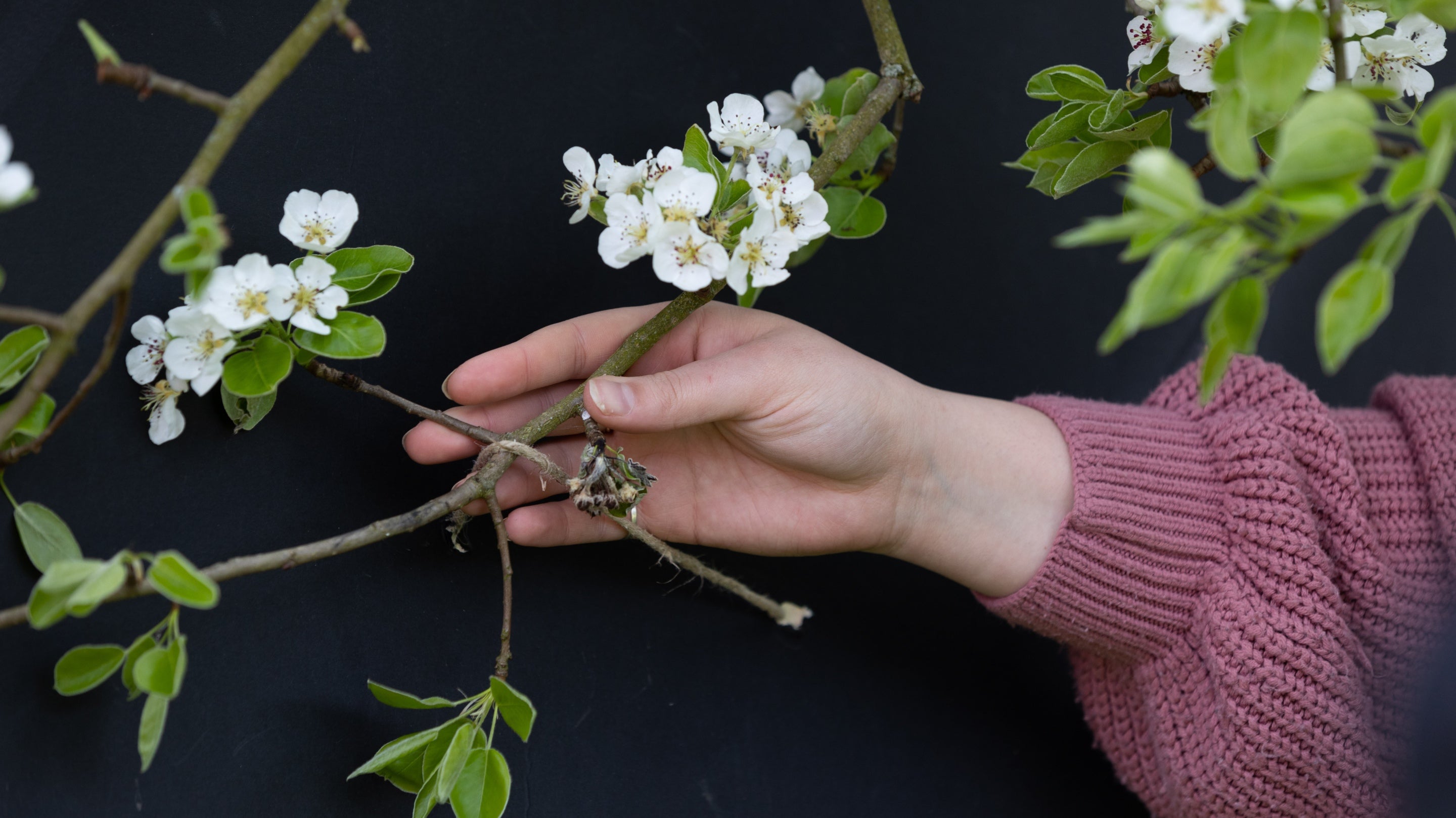 A close up of a hand reaching out and touching the damson blossom with a black screen behind the branch