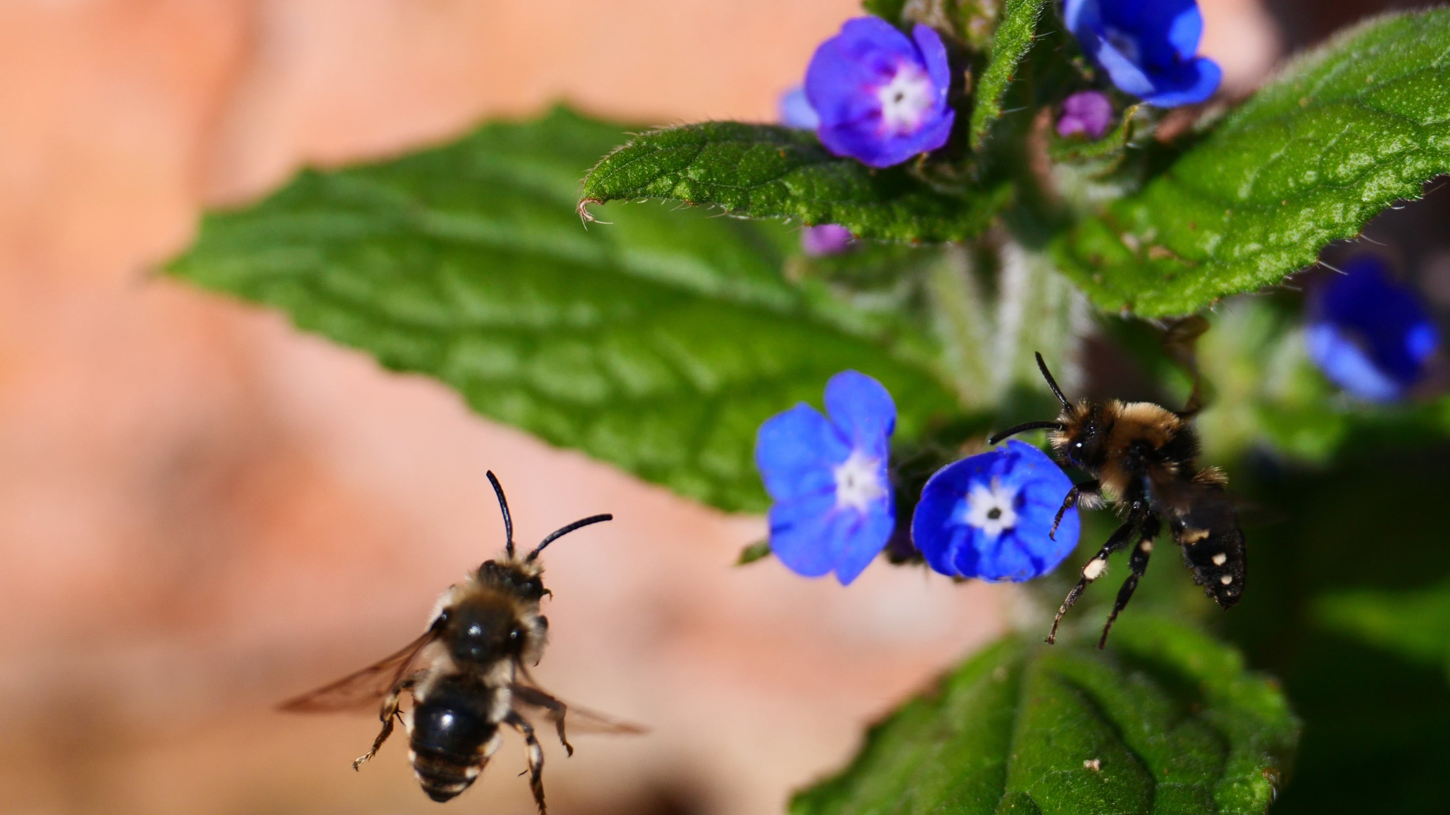 Bees in flight around green alkanet flowers at Brockhampton Estate, Herefordshire