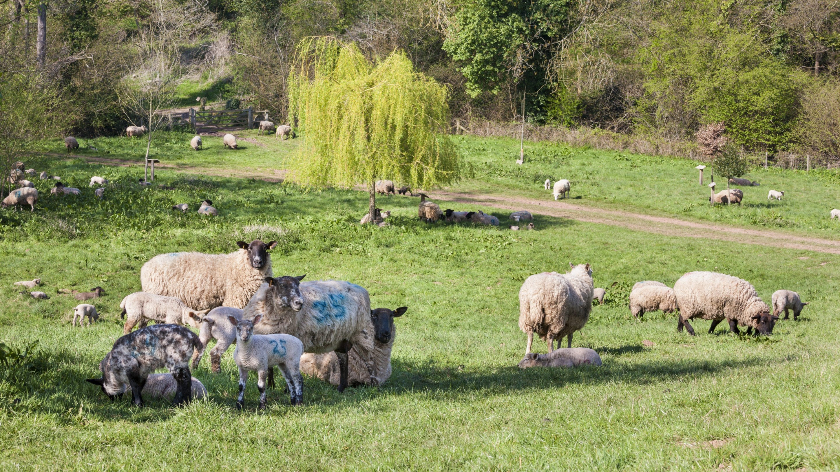A flock of sheep with their lambs roaming the countryside in spring at Brockhampton