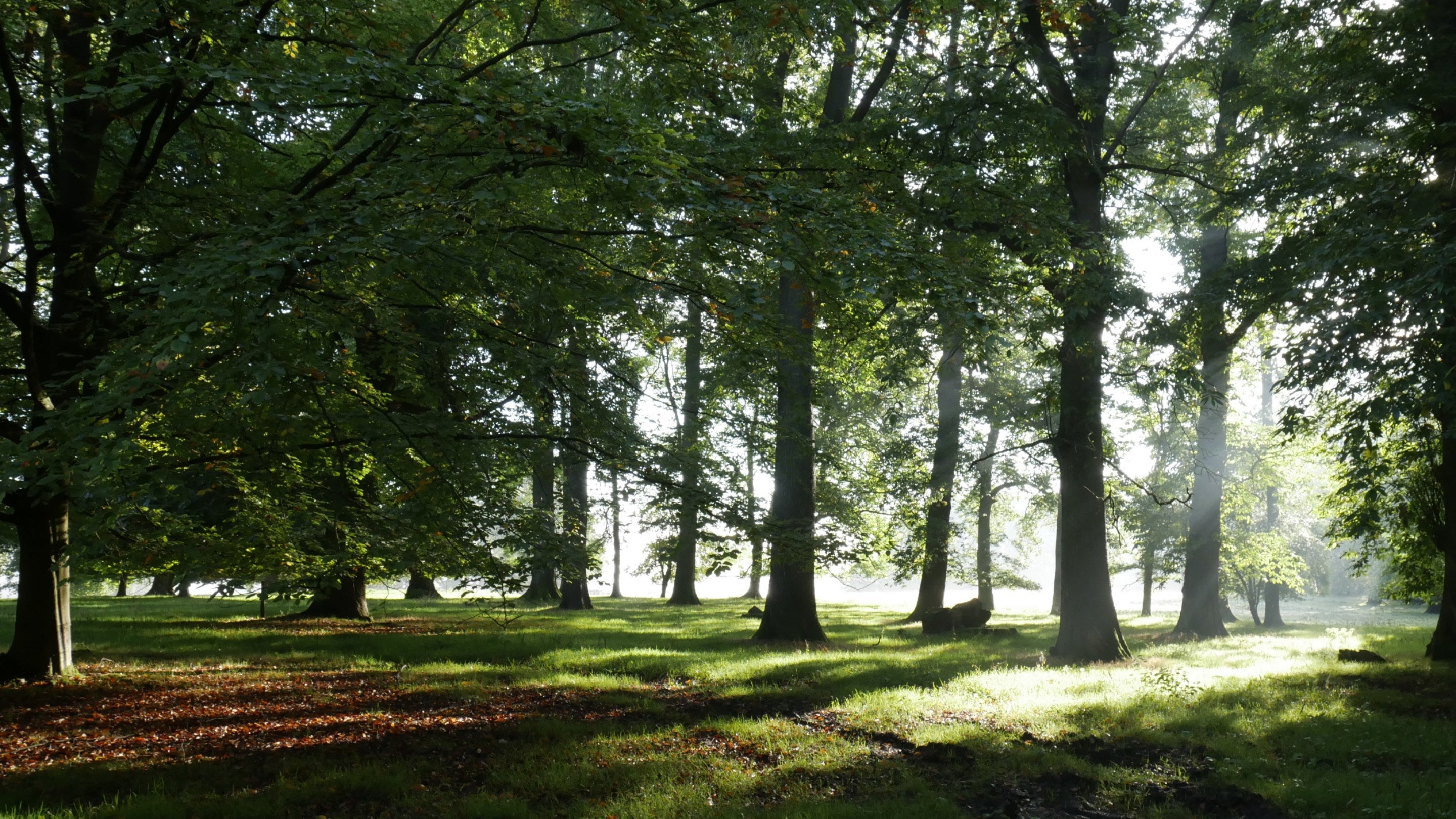 Sunshine filtering through leafy trees in a wooded area of Brockhampton, Herefordshire