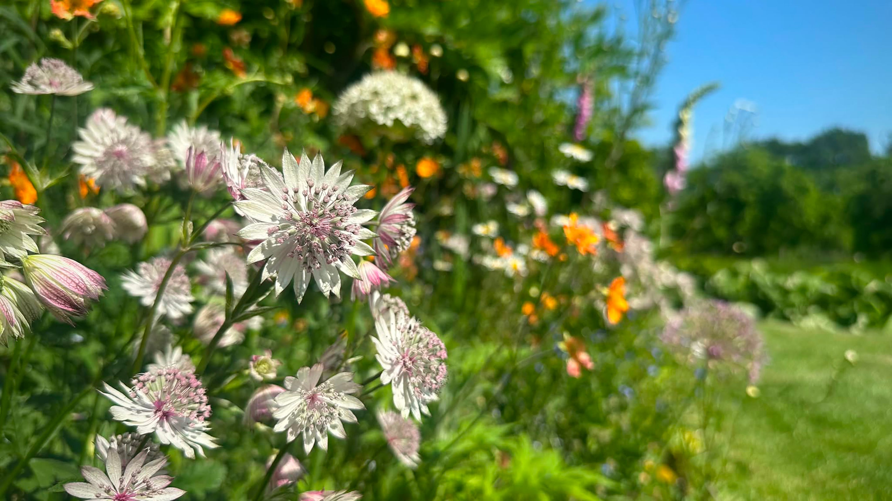 A close up of a pink flower in a cottage garden with orange and white flowers in the background.