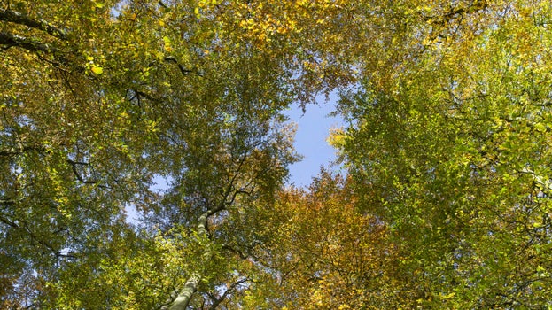 Colourful autumnal tree tops at Clent Hills, Worcestershire