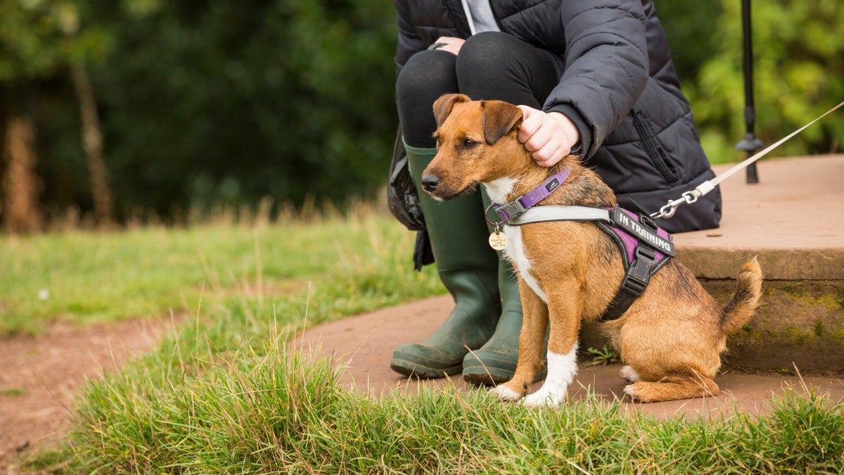 Dog walking in the Clent Hills National Trust