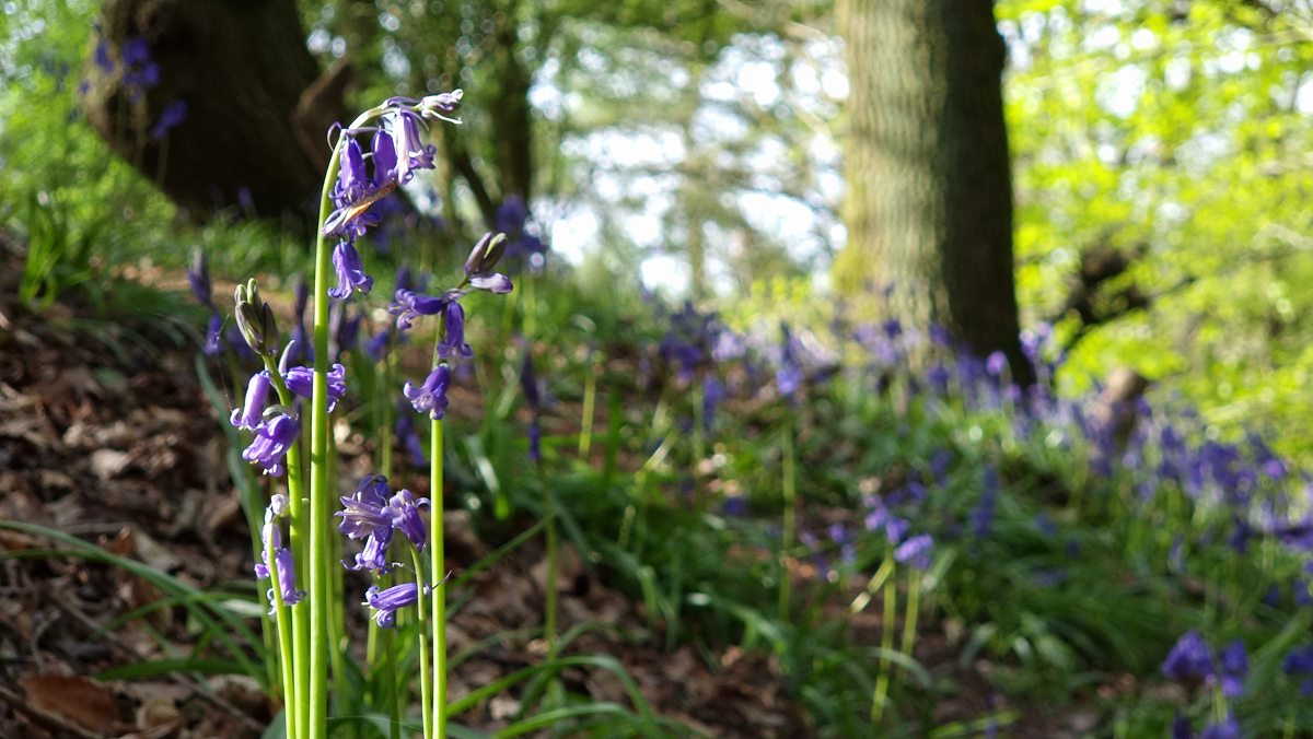 Bluebells in the woods on Clent Hills