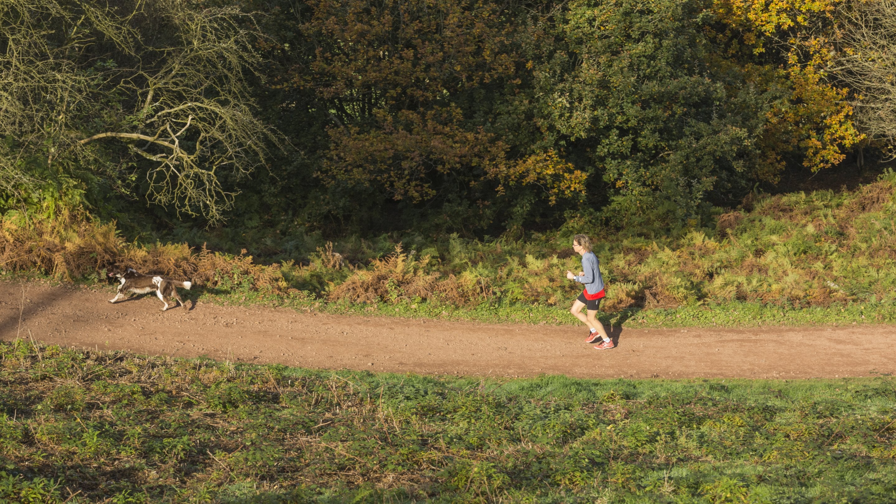 A visitor runs on a trail alongside trees with her dog a short distance ahead of her at Clent Hills, Worcestershire.