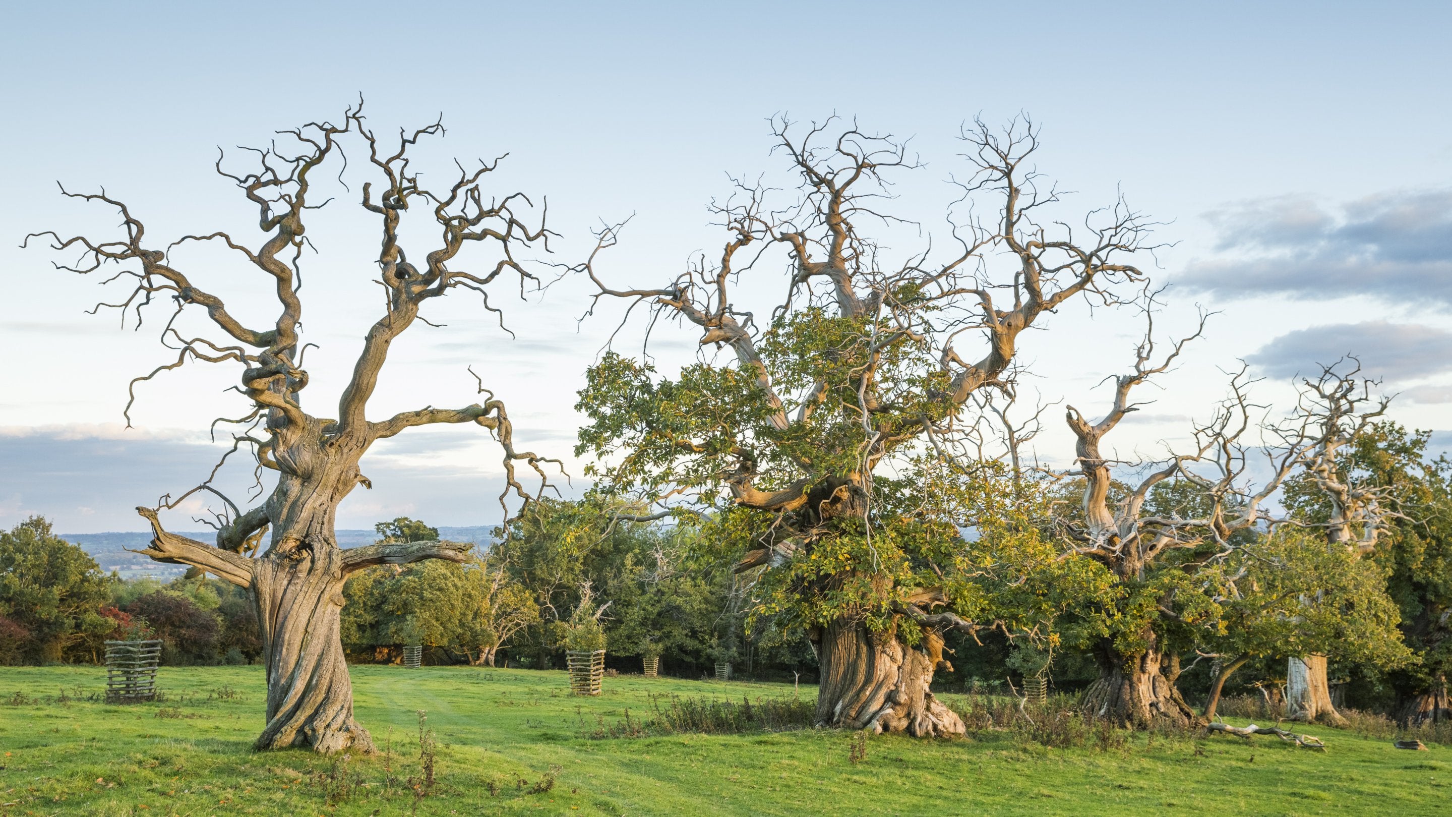 Ancient trees on the walk up to Croft Ambrey, Croft Castle