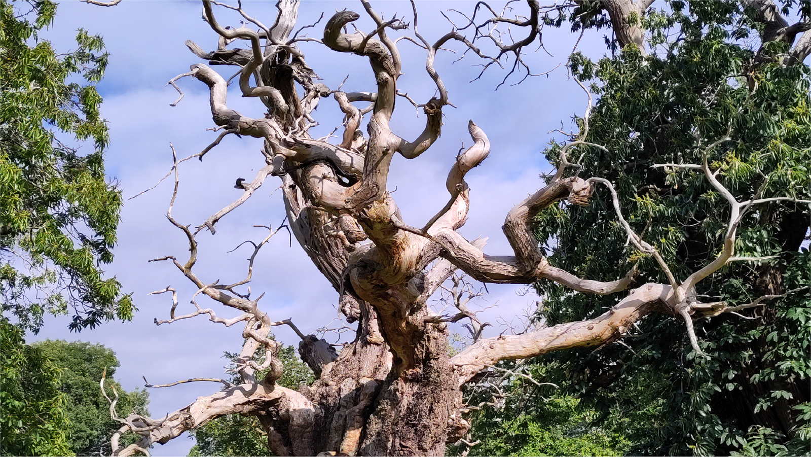 Branches of bare trees with greenery in the background.