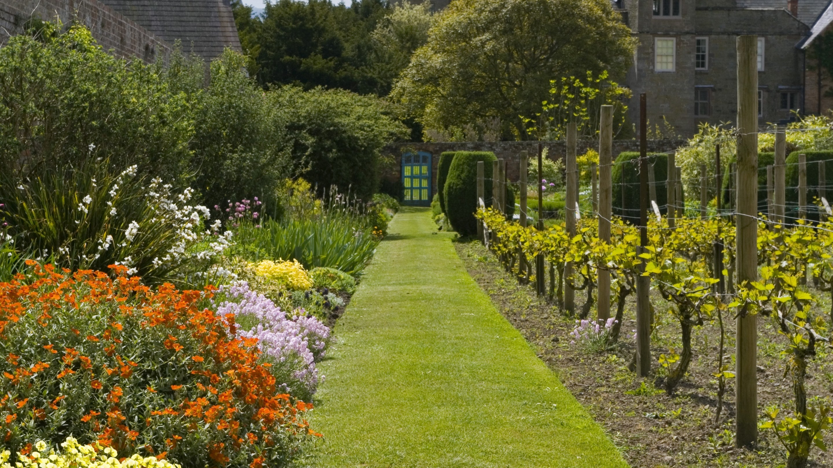 Orange flowers and grapevines growing either side of a grass path through the walled garden