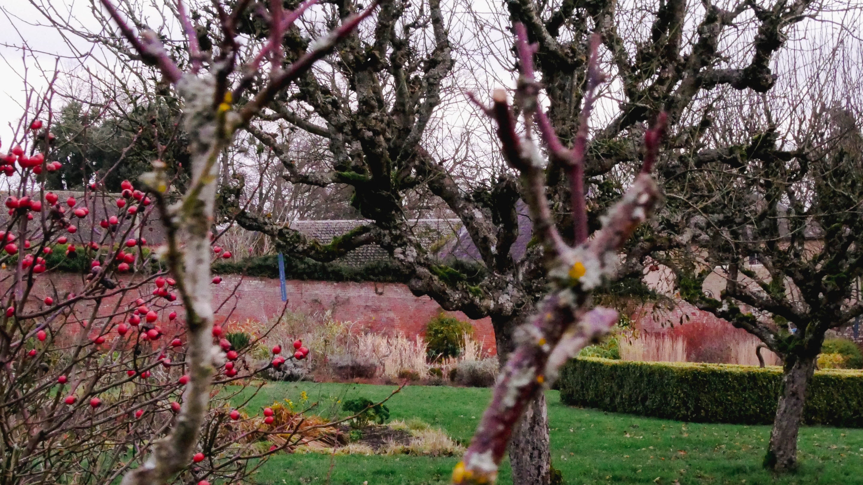 Winter trees and plants in the walled garden at Croft Castle
