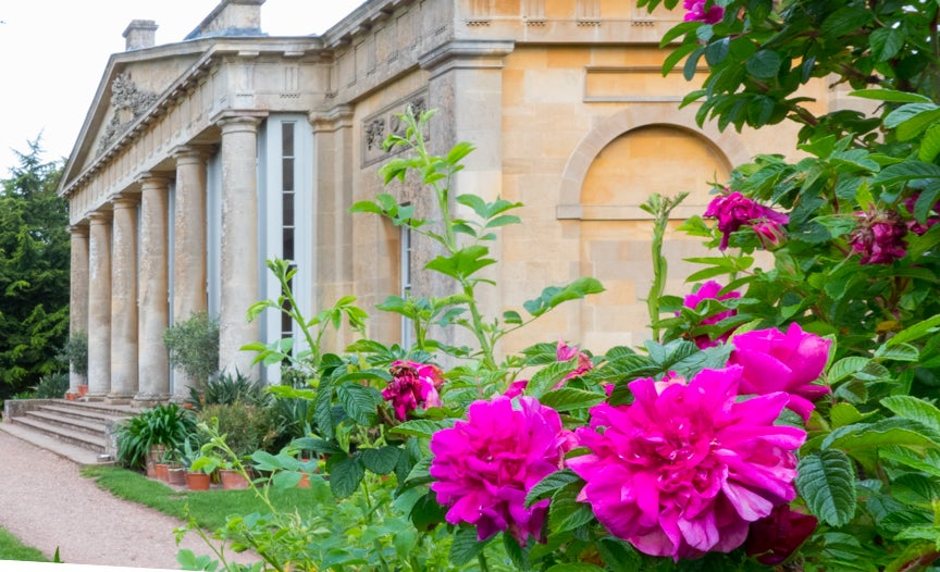 Summer roses in front of temple greenhouse at Croome