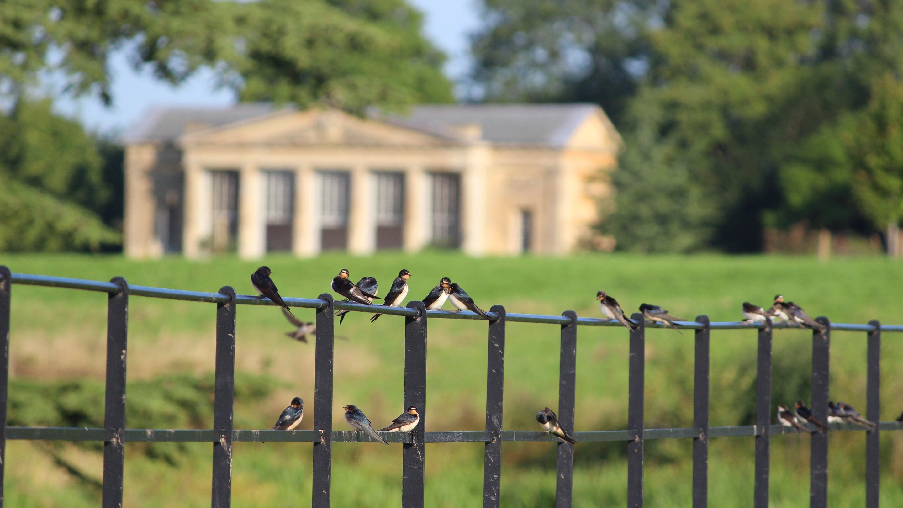 house martins and swallows on a metal fence in front of temple greenhouse at croome park