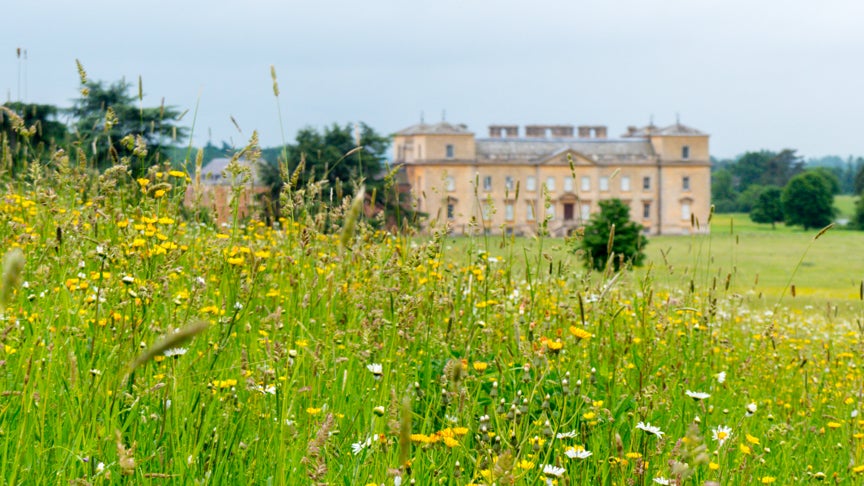 view of the house at croome over our wildflower meadow