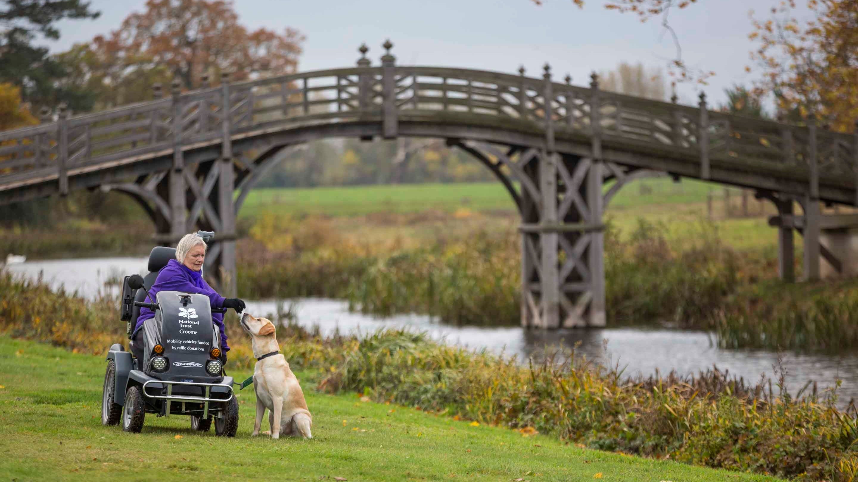A visitor is giving her Labrador a treat while using a mobility scooter beside a river in the parkland at Croome, Worcestershire; there's a large, arched wooden bridge in the background.