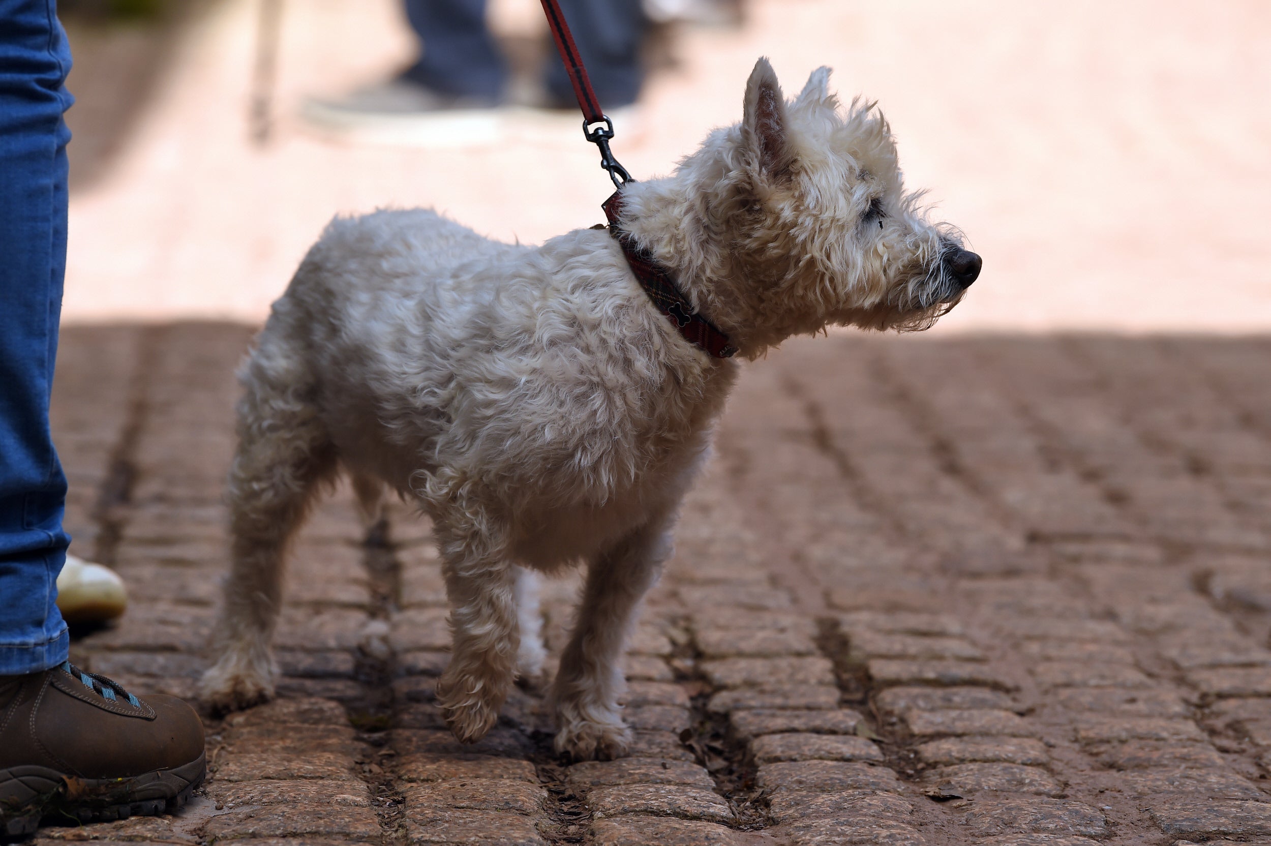 A westie dog on a lead on a paved area at a National Trust place