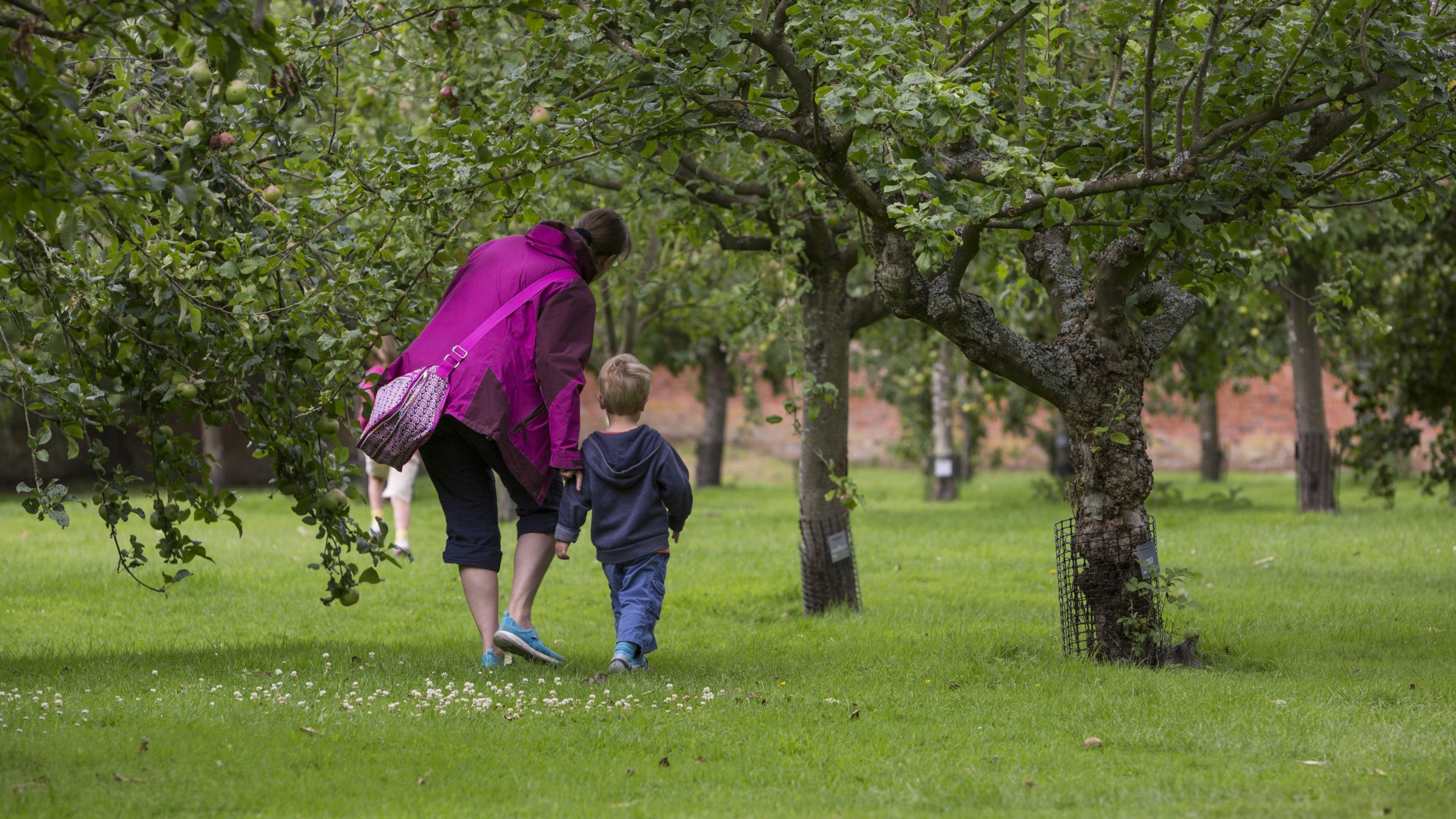 A woman and child walk through the orchard at Hanbury Hall, Worcestershire. The trees are in full green leaf and apples can be seen amongst the leaves.