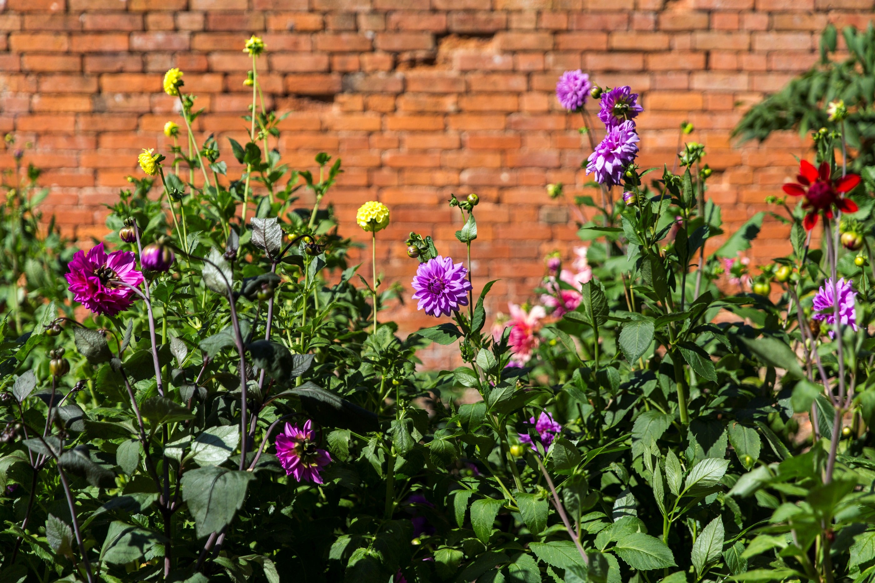 Dahlia flower border with brick wall behind