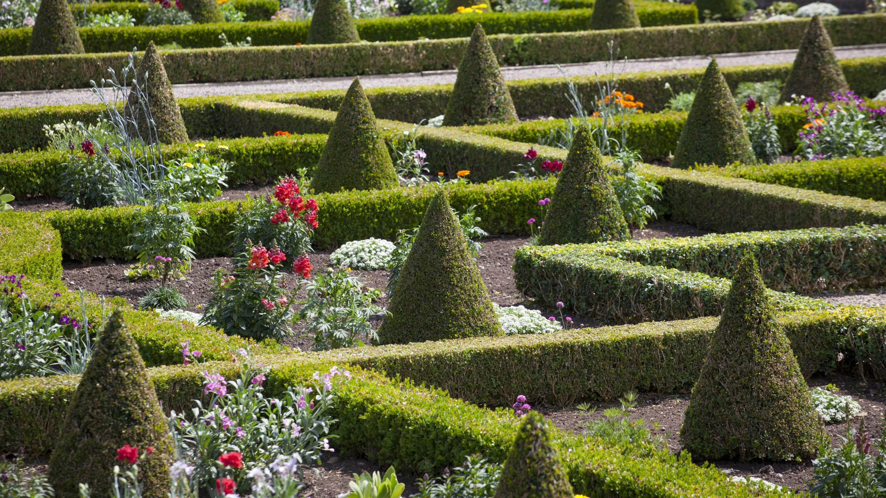 Topiary in the Parterre in July at Hanbury Hall and Gardens, Worcestershire.
