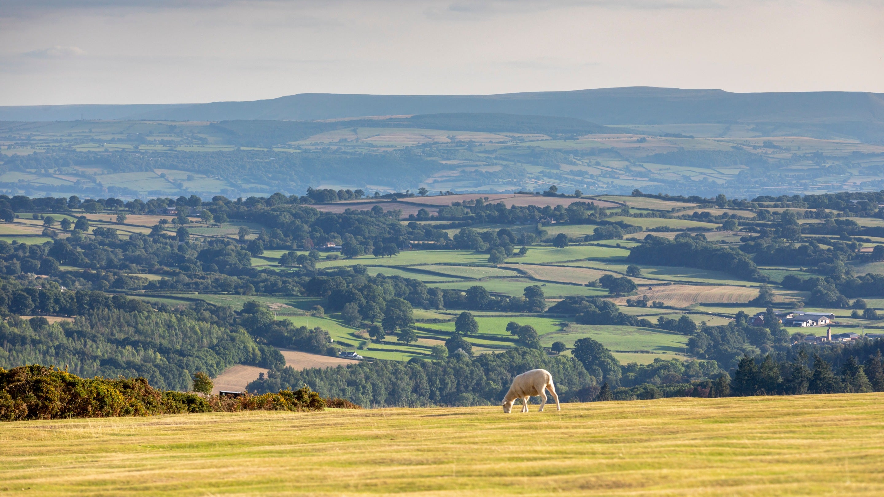 Sheep grazing in the foreground, with views across the countryside stretching back towards the horizon