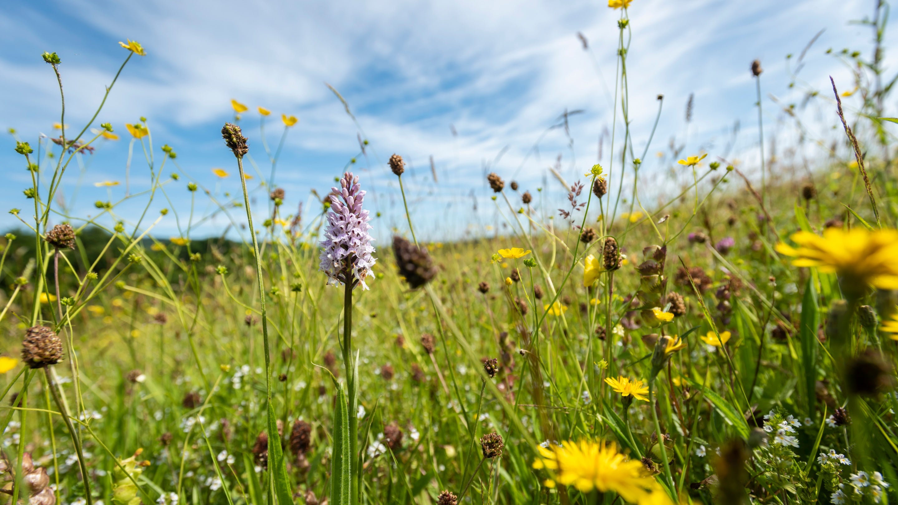A purple common spotted orchids and yellow wildflowers amongst tall grass in a meadow
