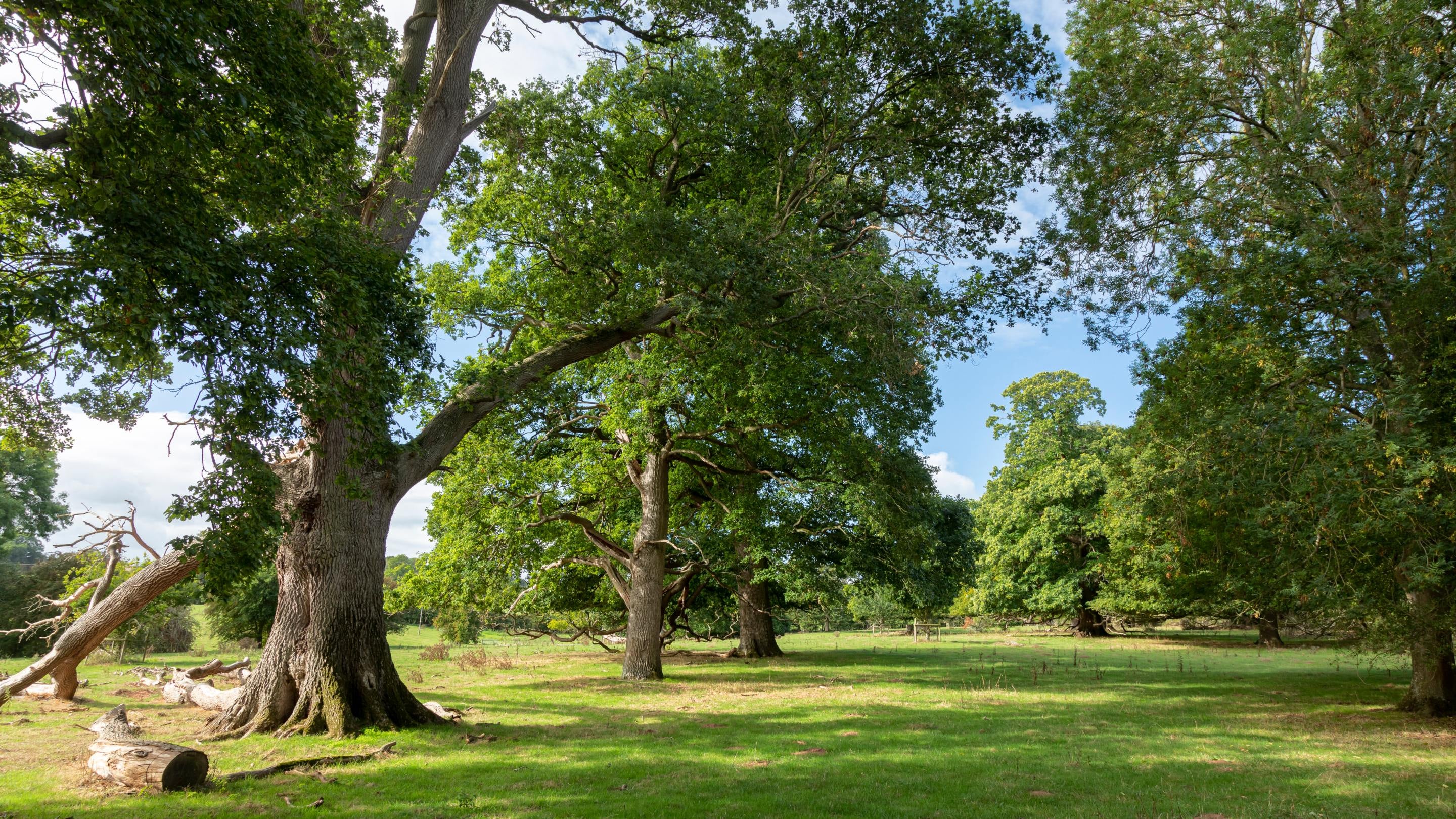 A row of ancient trees in the parkland at Pengethley