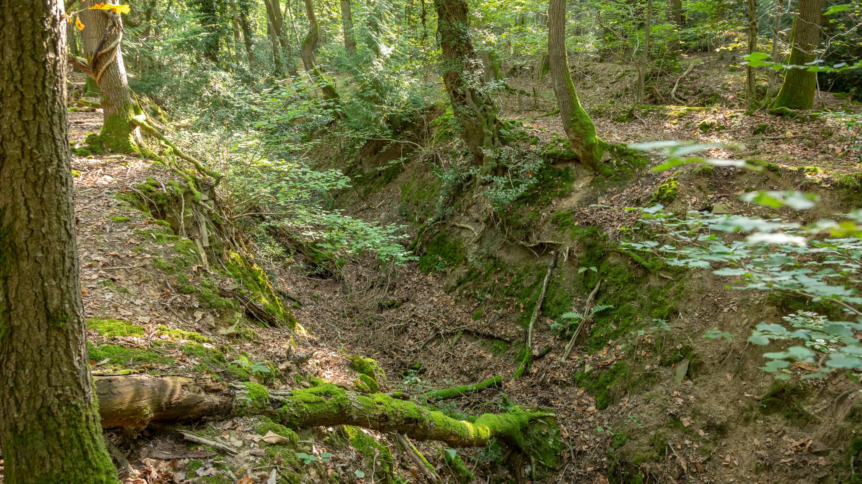 The woodland floor at Poor's Acre with trees, moss and other vegetation and a slight trench
