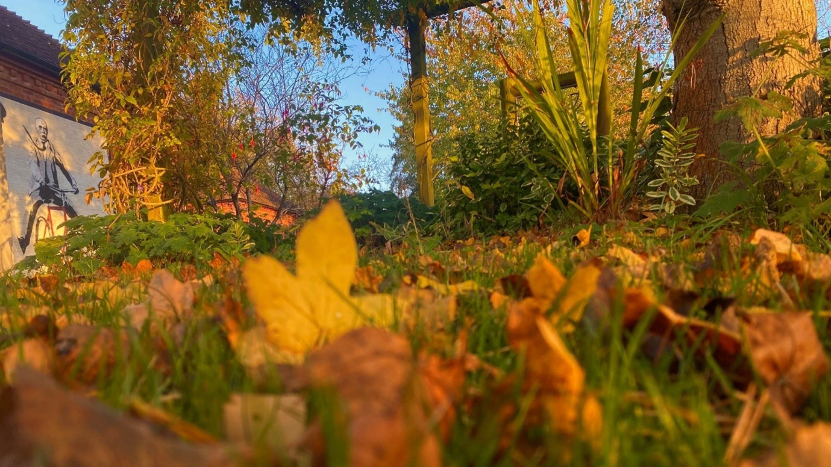 Autumn leaves at The Firs