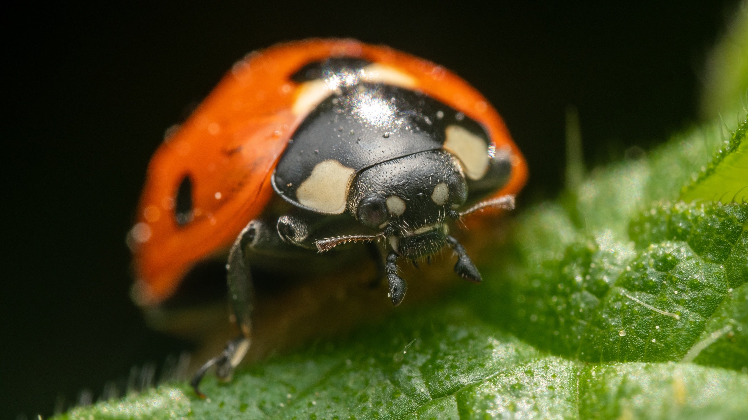 Seven spot ladybird (Coccinella septempunctata)