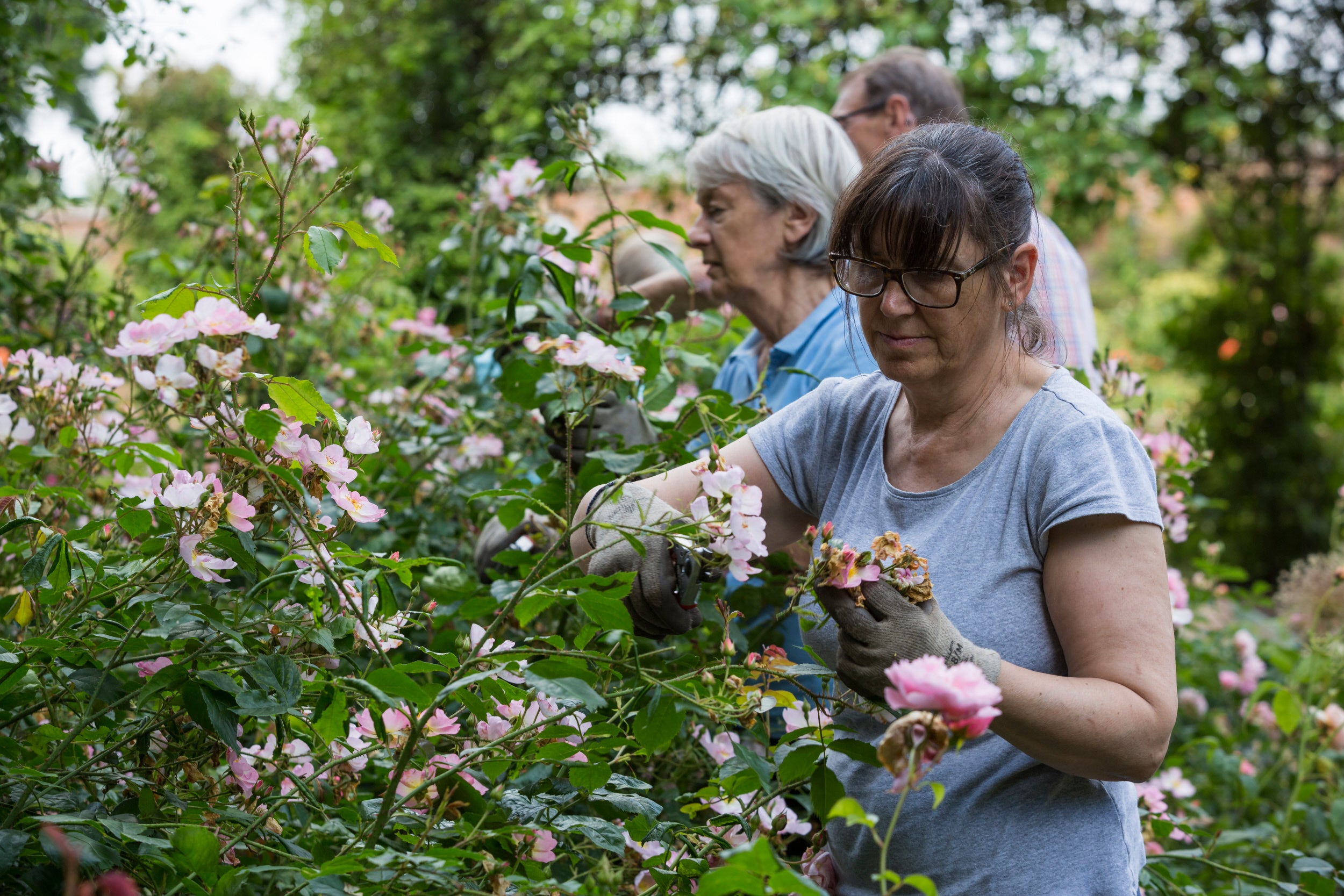 Three volunteers pruning roses in the garden