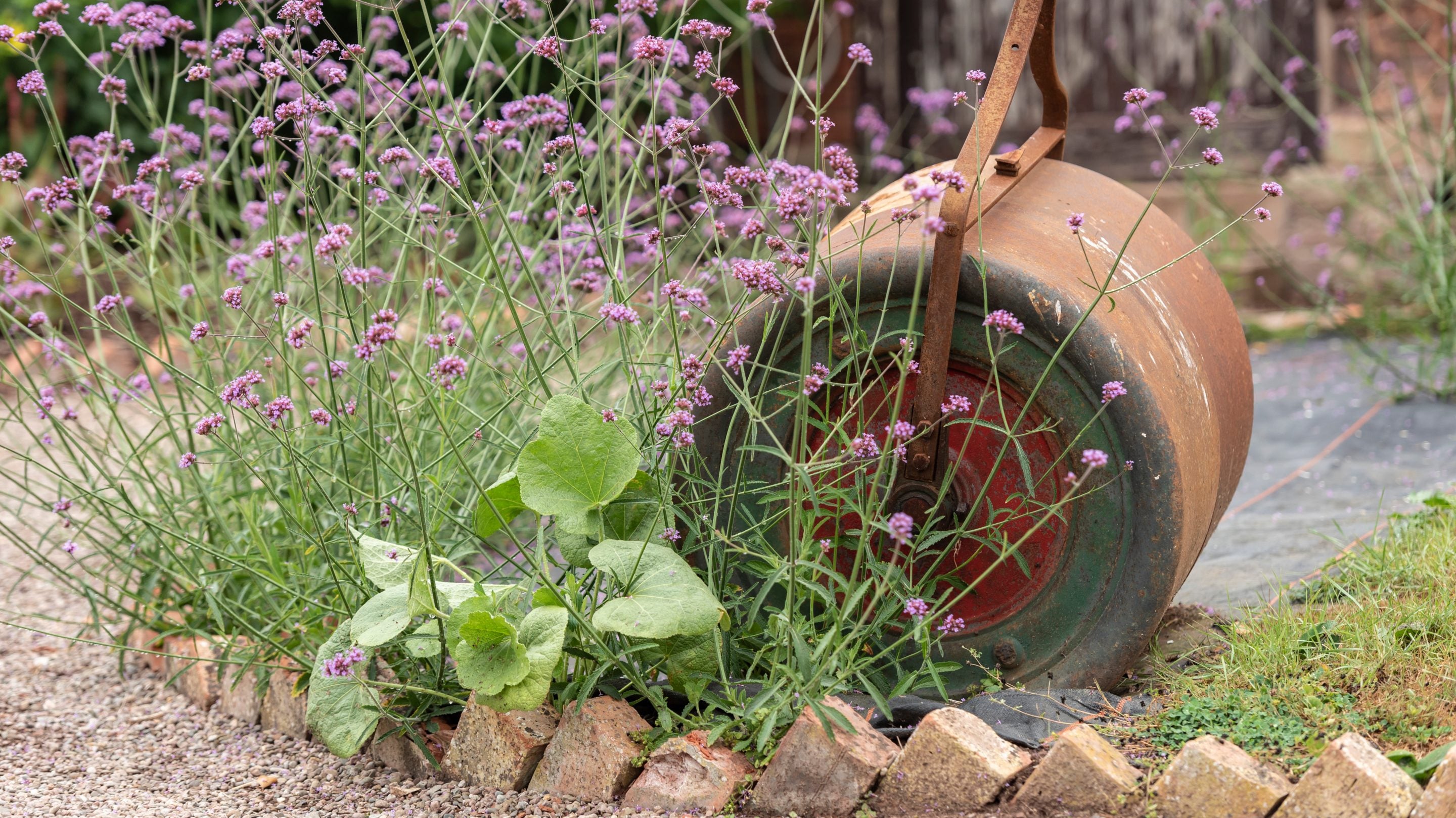 Verbena and an old grass roller in the Walled Garden at The Weir Garden, Herefordshire