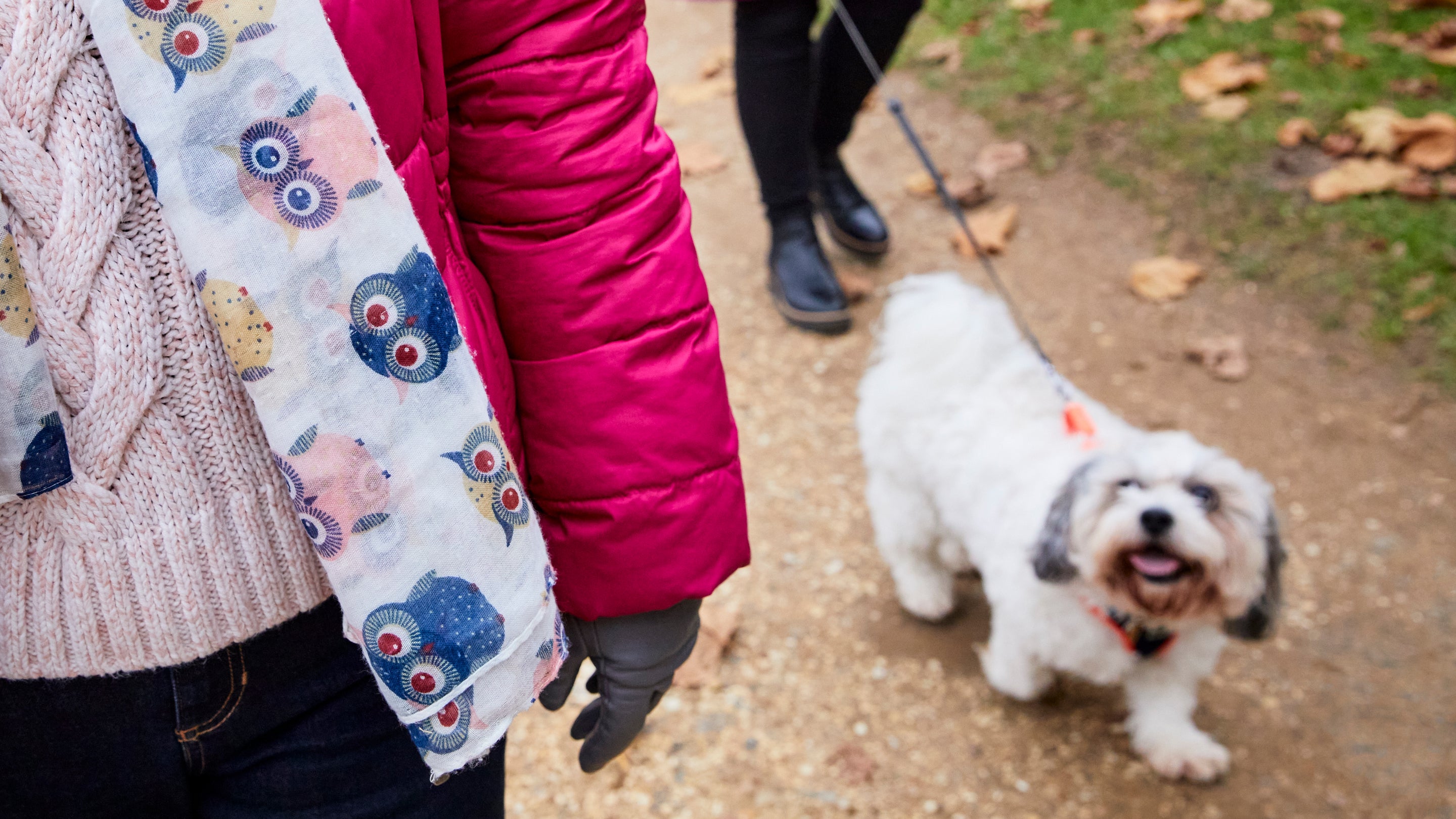 A close up image of a happy looking dog being walked in an autumnal garden