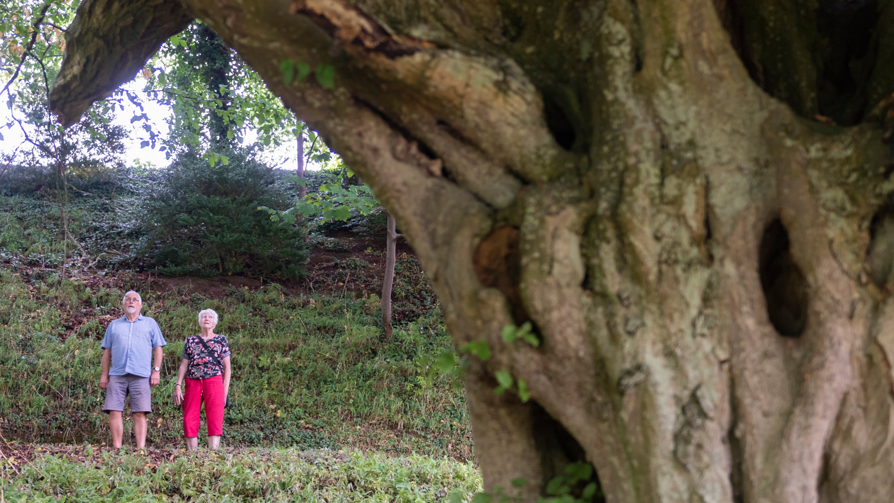 Two visitors to the garden gaze up at a large ancient tree.