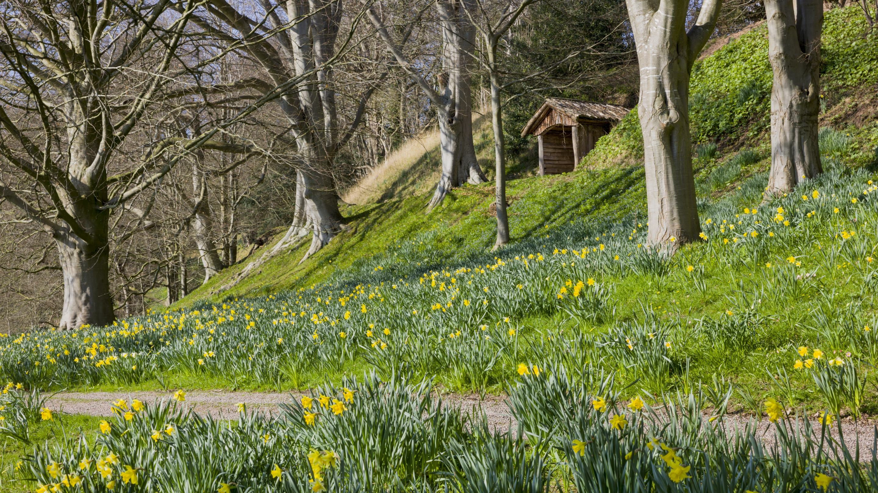 A path through the trees in the garden, with grassy banks either side filled with daffodils. The rustic hut can be seen higher up in the distance.
