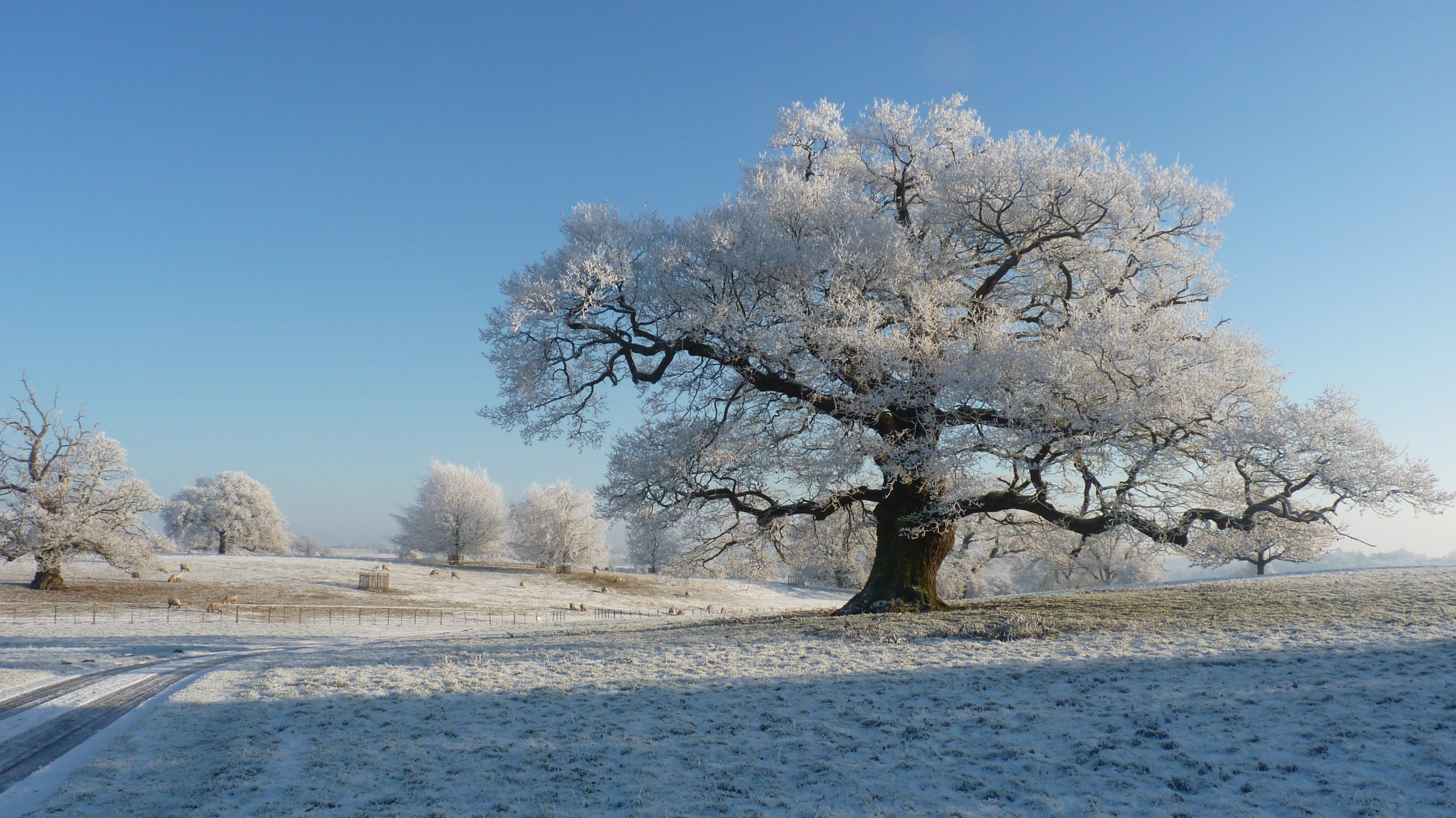A large oak tree covered in snow on an open snowy feild