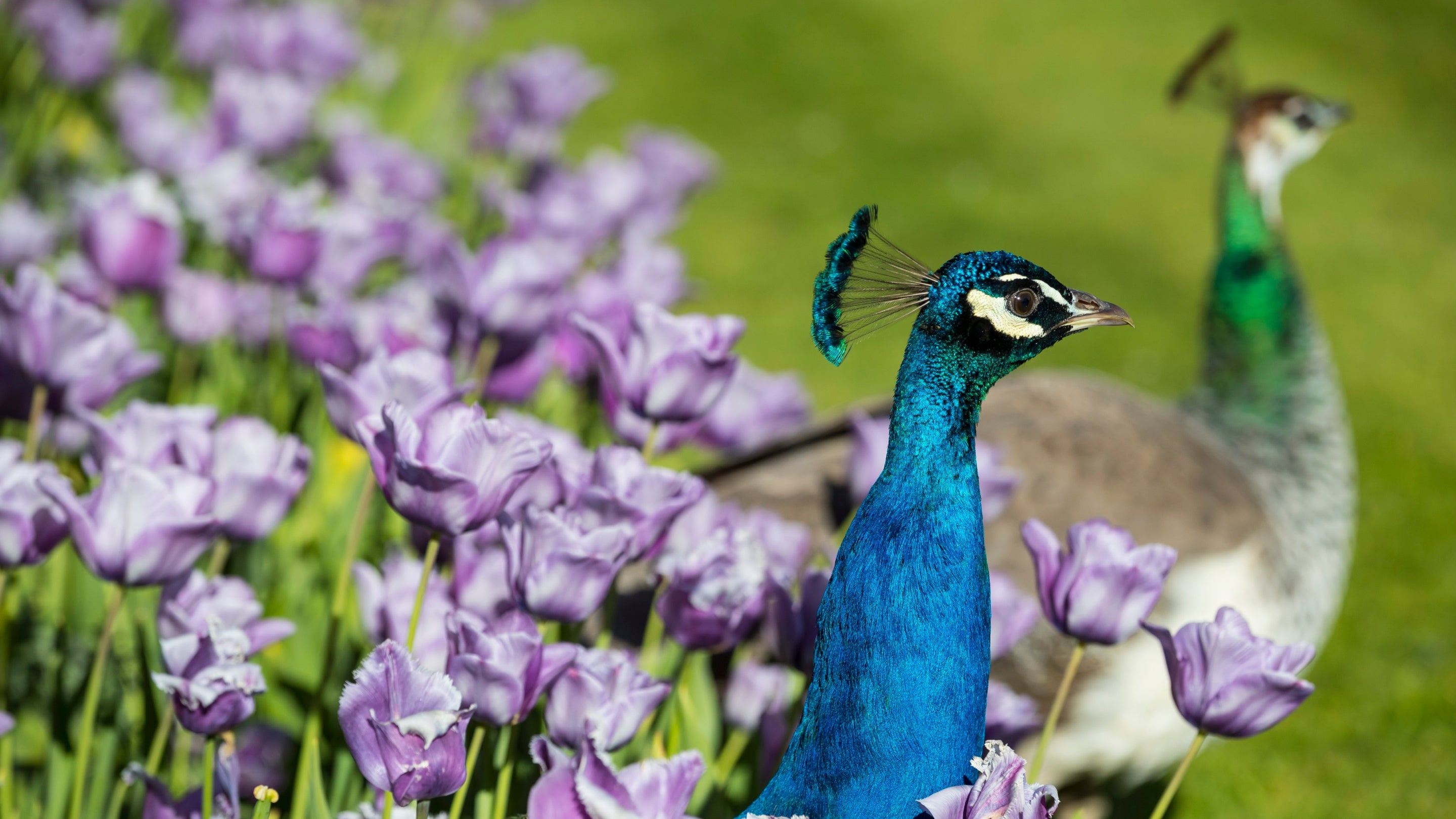 Peacocks in the garden in spring at Nunnington Hall, North Yorkshire