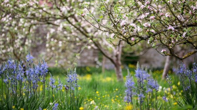 The blooming orchard during the Festival of Blossom at Nunnington Hall, North Yorkshire