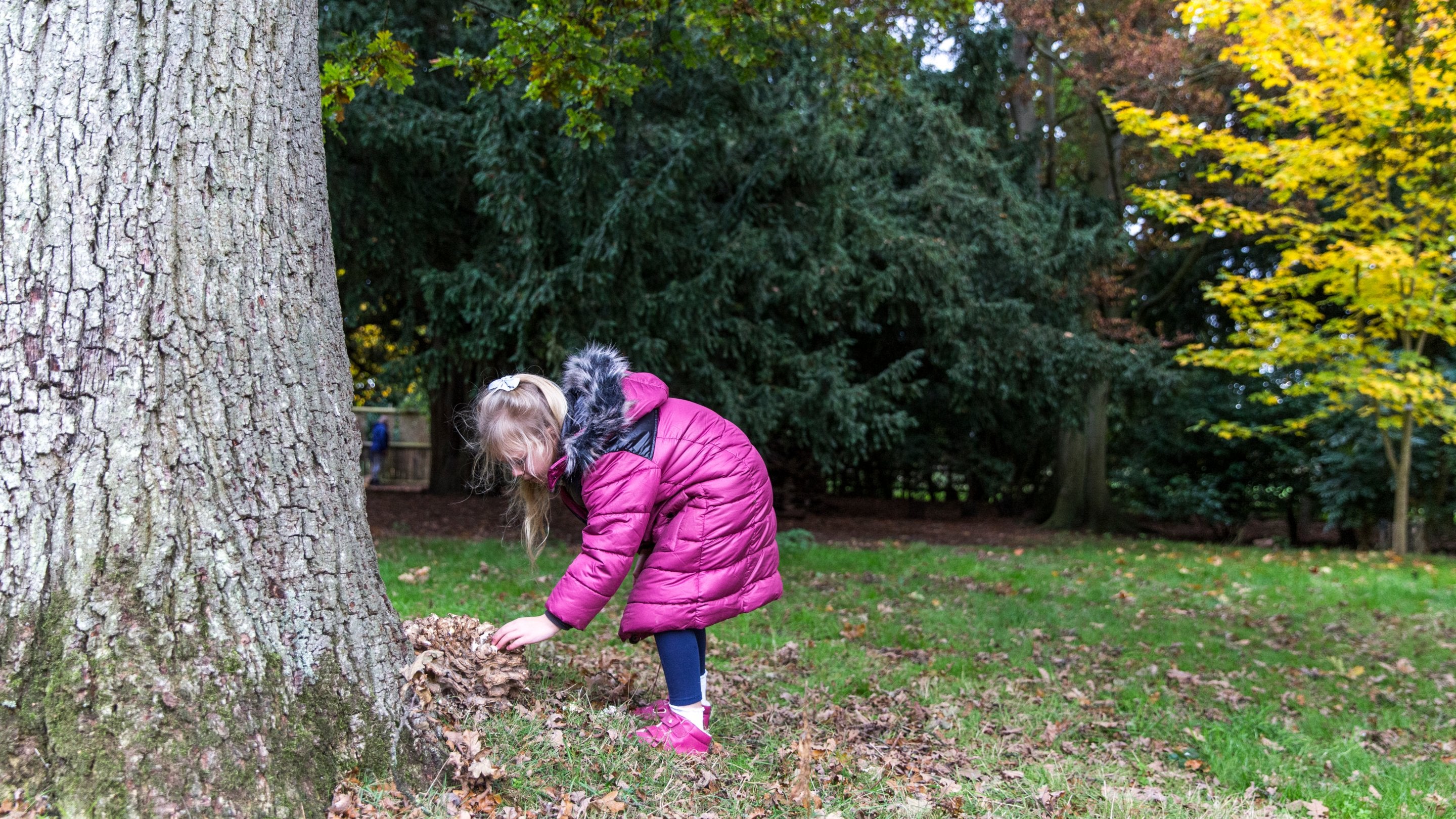 A child investigates some fungi on a tree on the grounds of Beningbrough Hall, North Yorkshire