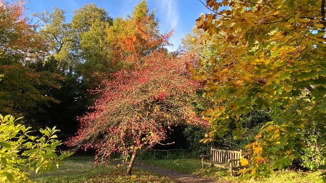 A path and bench under numerous trees with varied shapes and autumn colours of reds and oranges