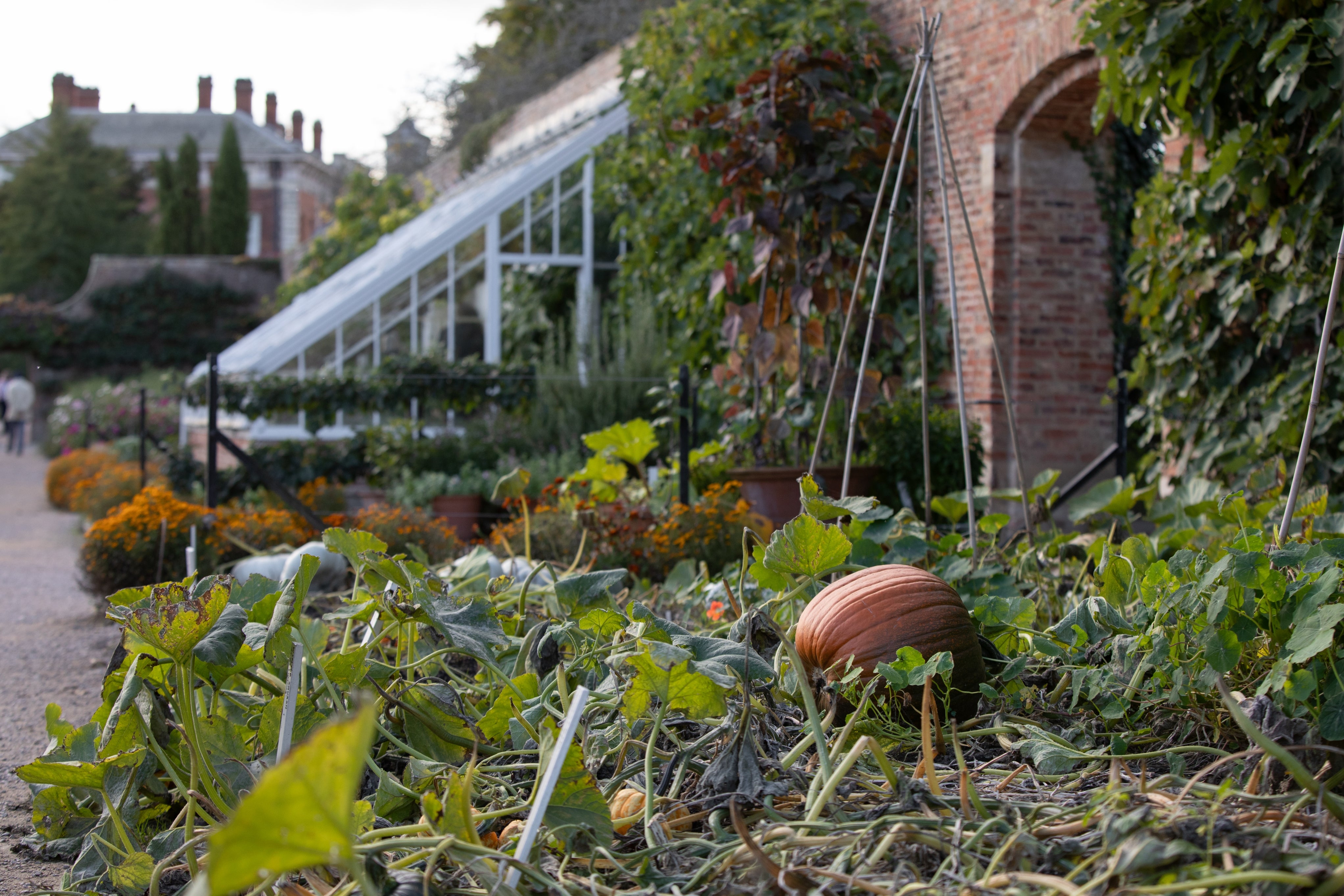 Pumpkin growing in the Walled Garden at Beningbrough, North Yorkshire