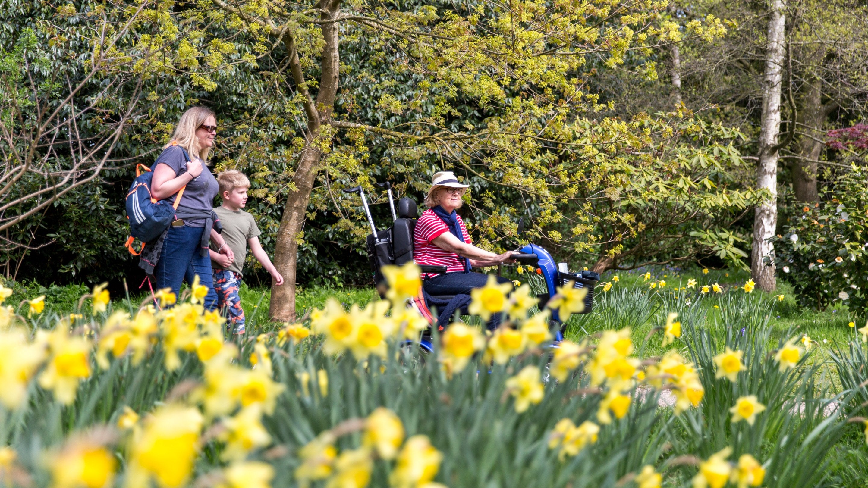 A family of three, one on a mobility scooter, passing the daffodils in the gardens of Beningbrough Hall, North Yorkshire