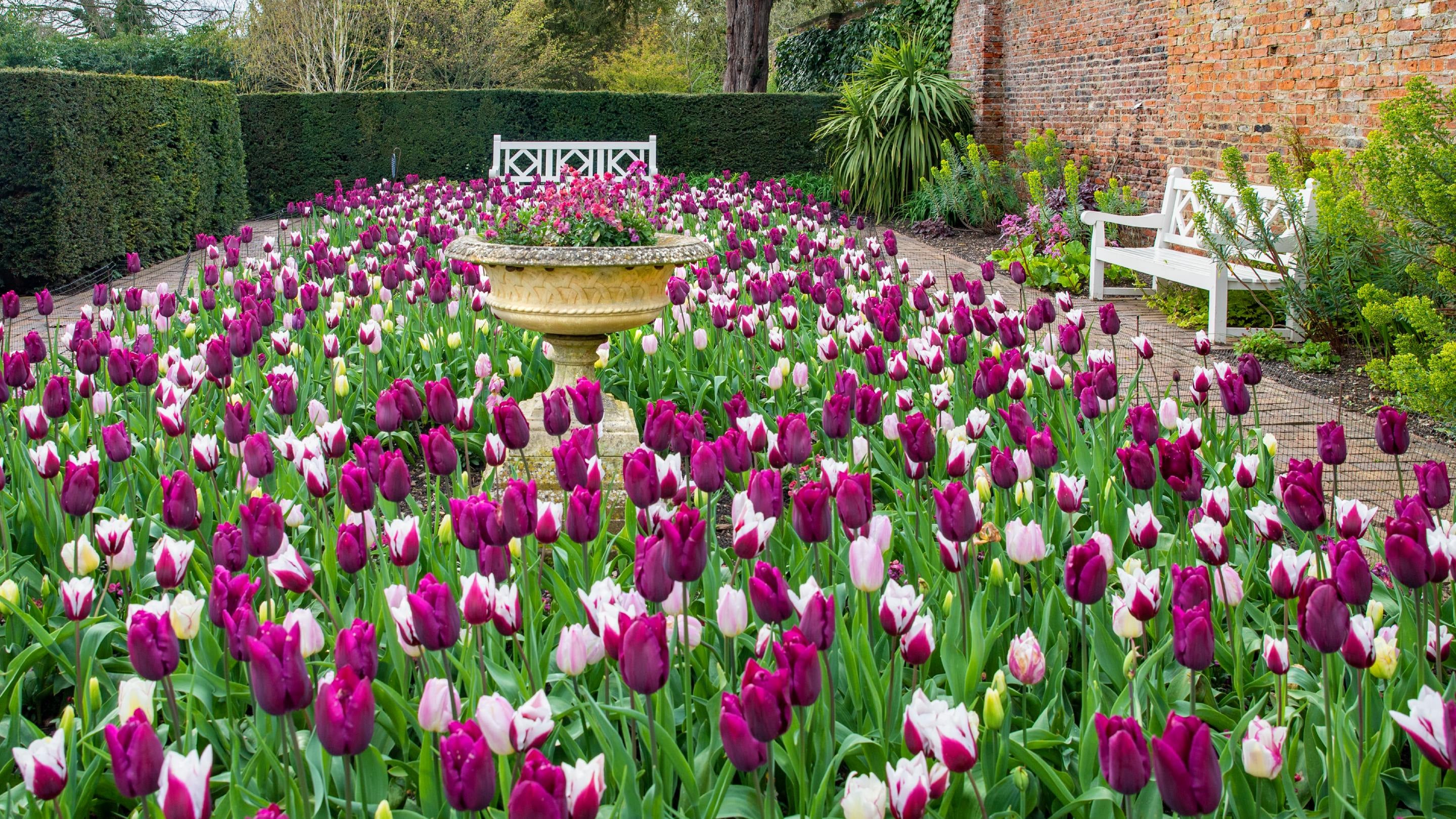 Display of tulips in gardens with two benches