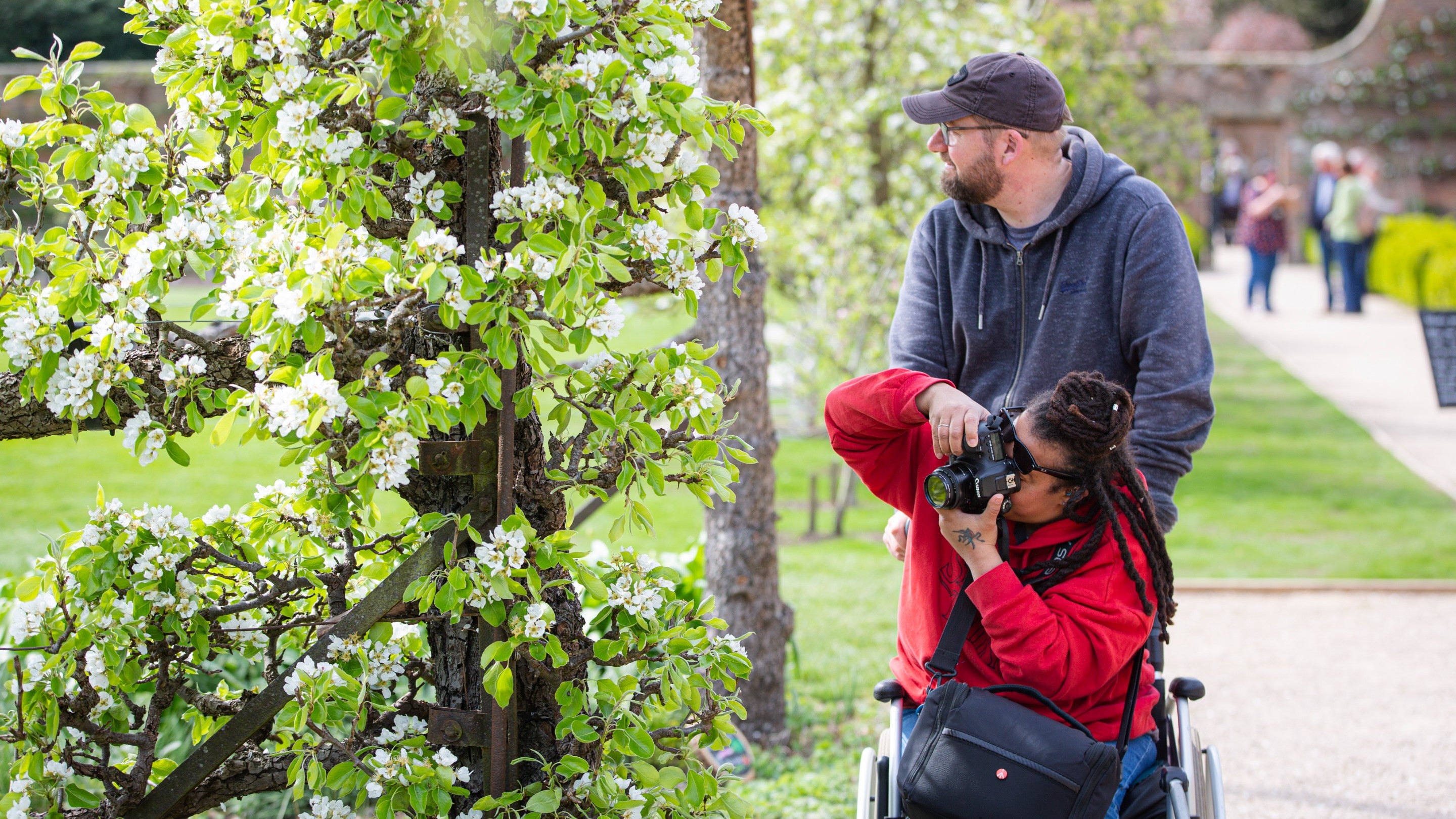 Visitor photographing white blossom on a tree from their wheelchair