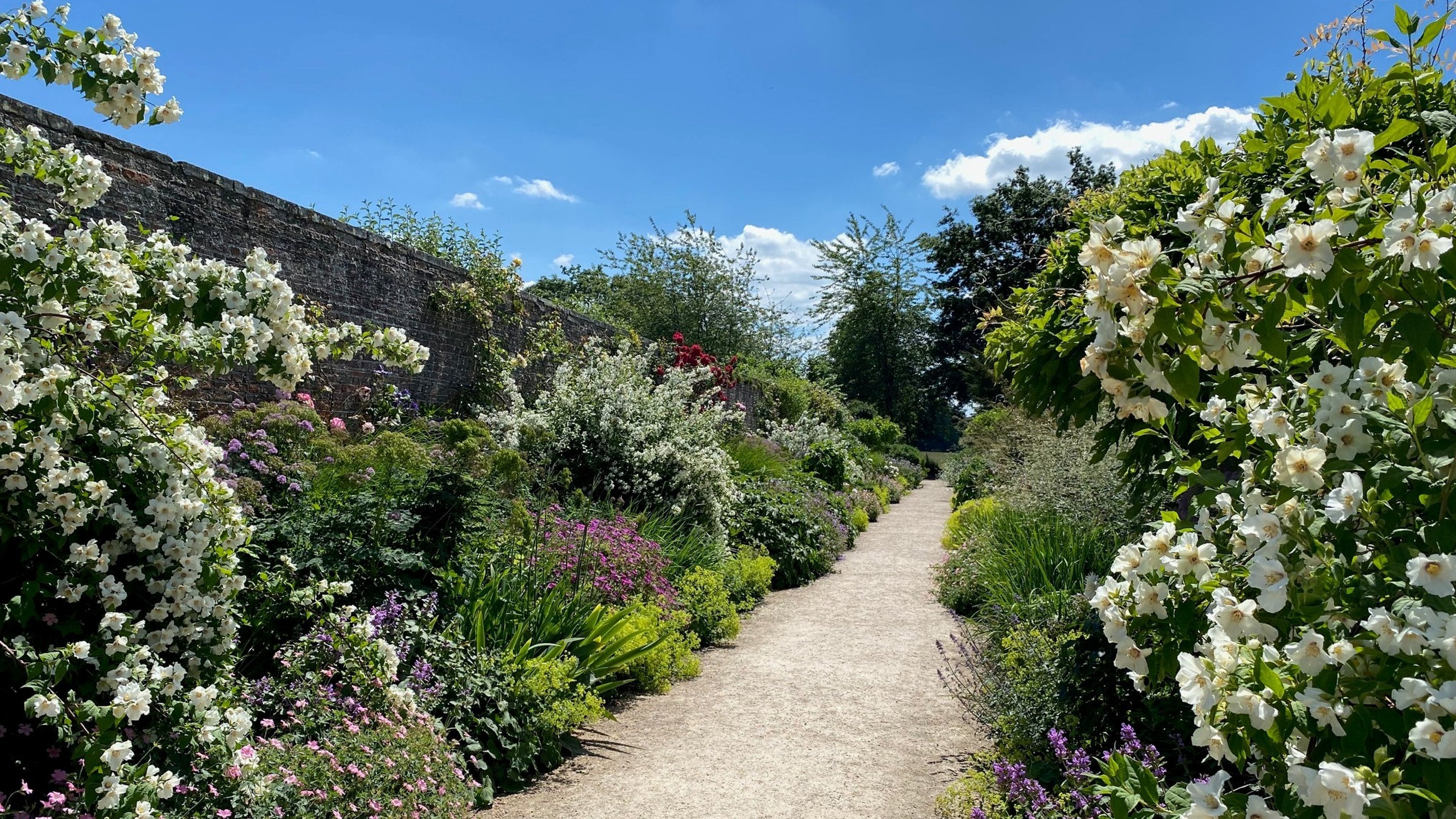 Path through colourful billowing flower borders on either side