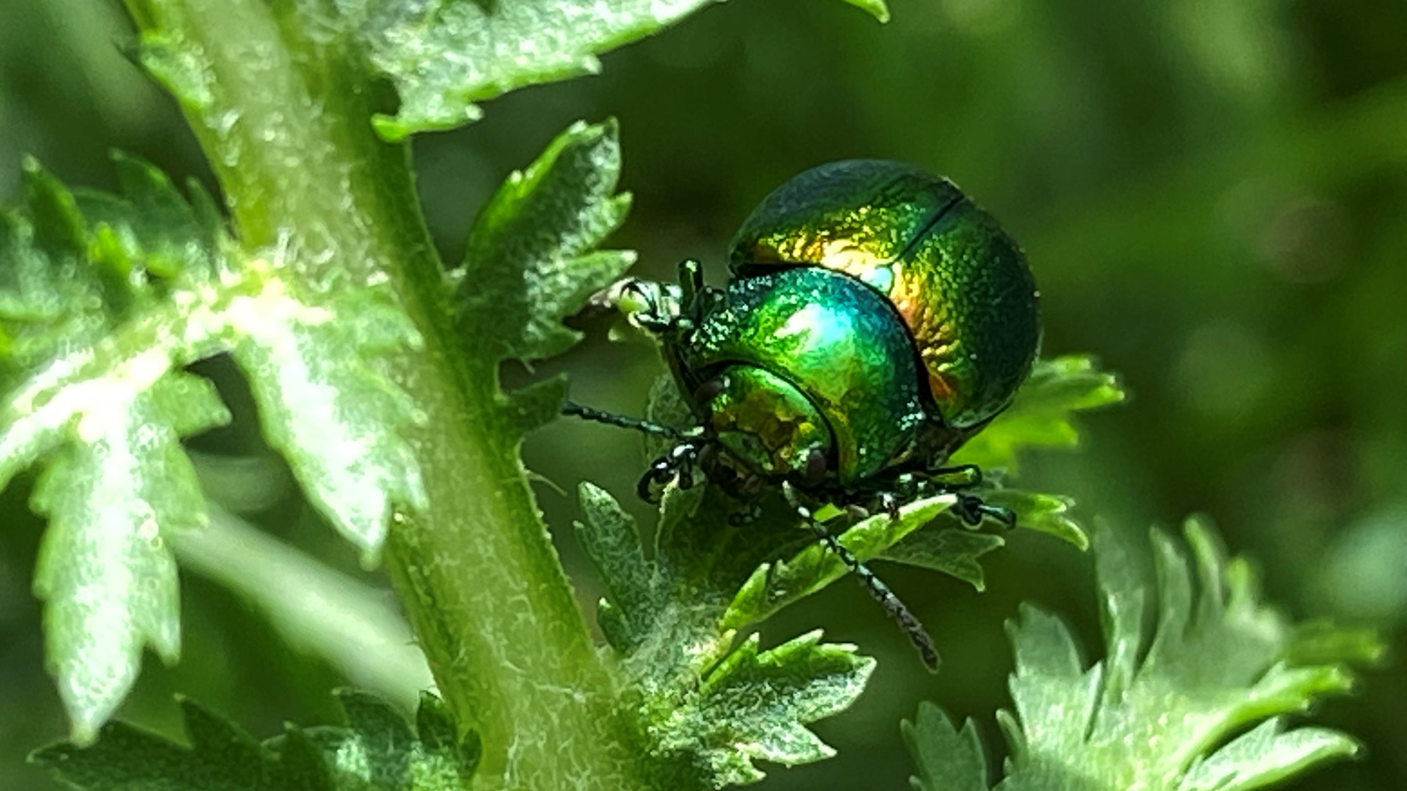 Close up of a green and shiny beetle on a green leaf and stem