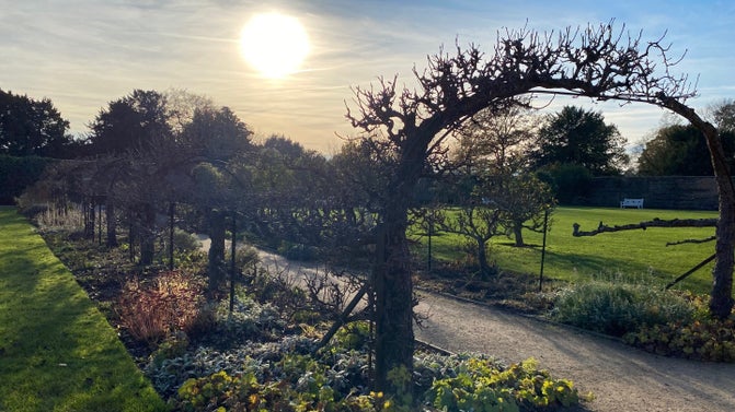 Low sun and blue sky with bare branches of arched pears and underplanting