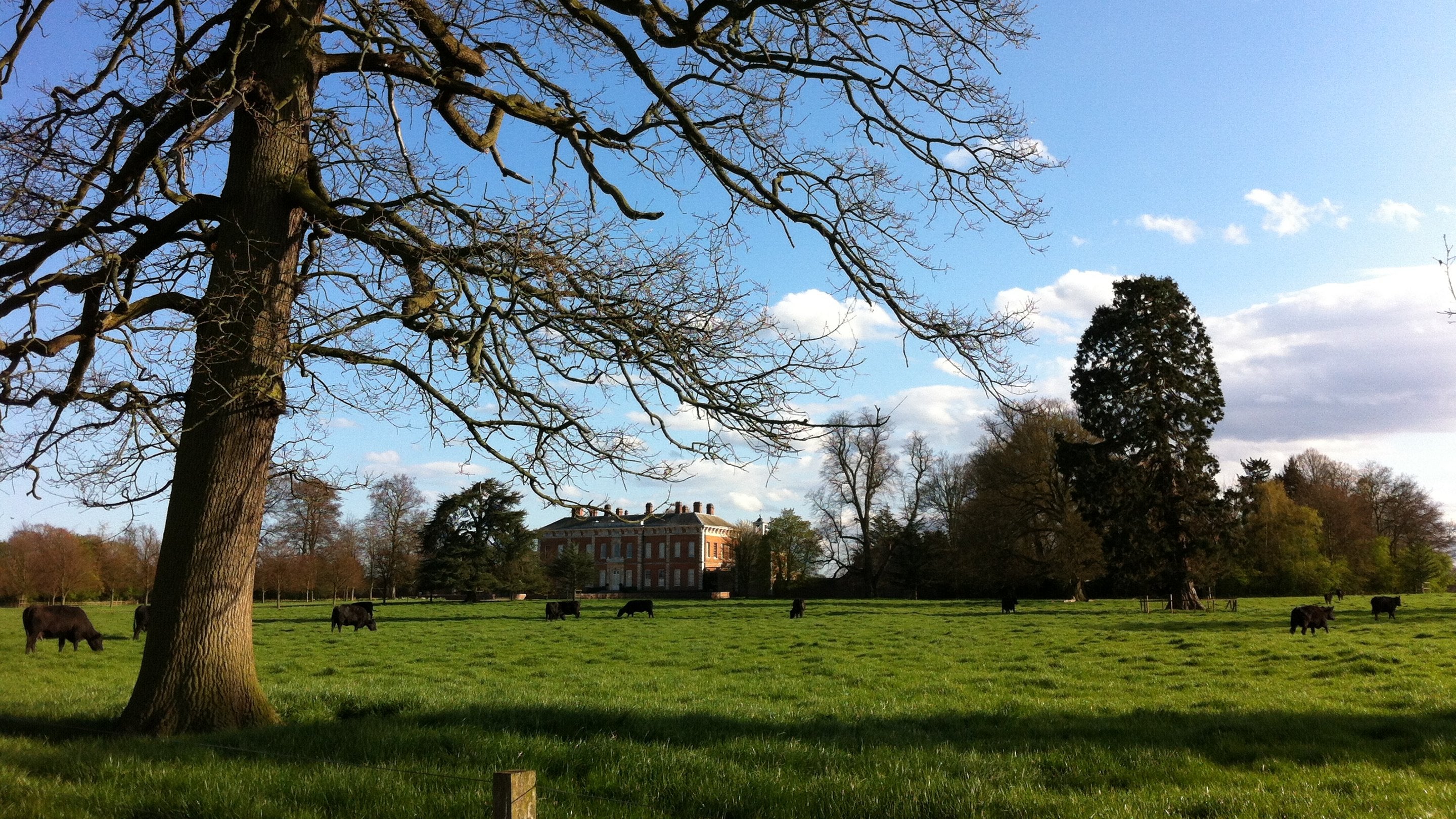 Bare branches of a tree in the foreground with cows grazing and red bricked hall in the distance