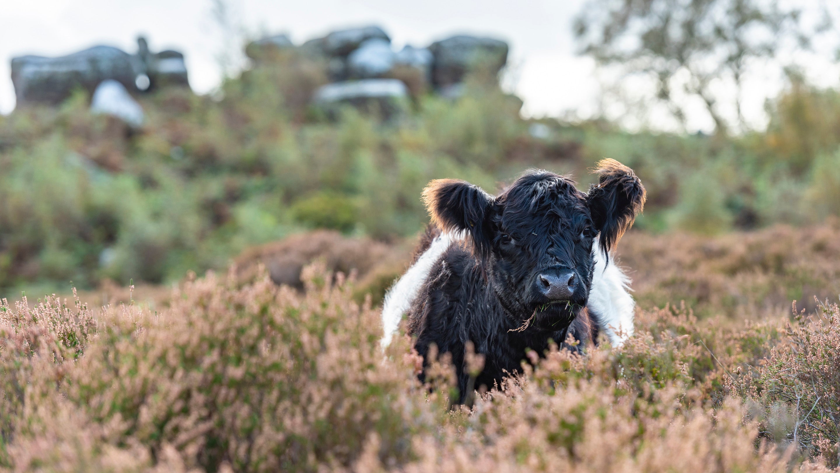 Cattle grazing on Brimham Rocks moorland