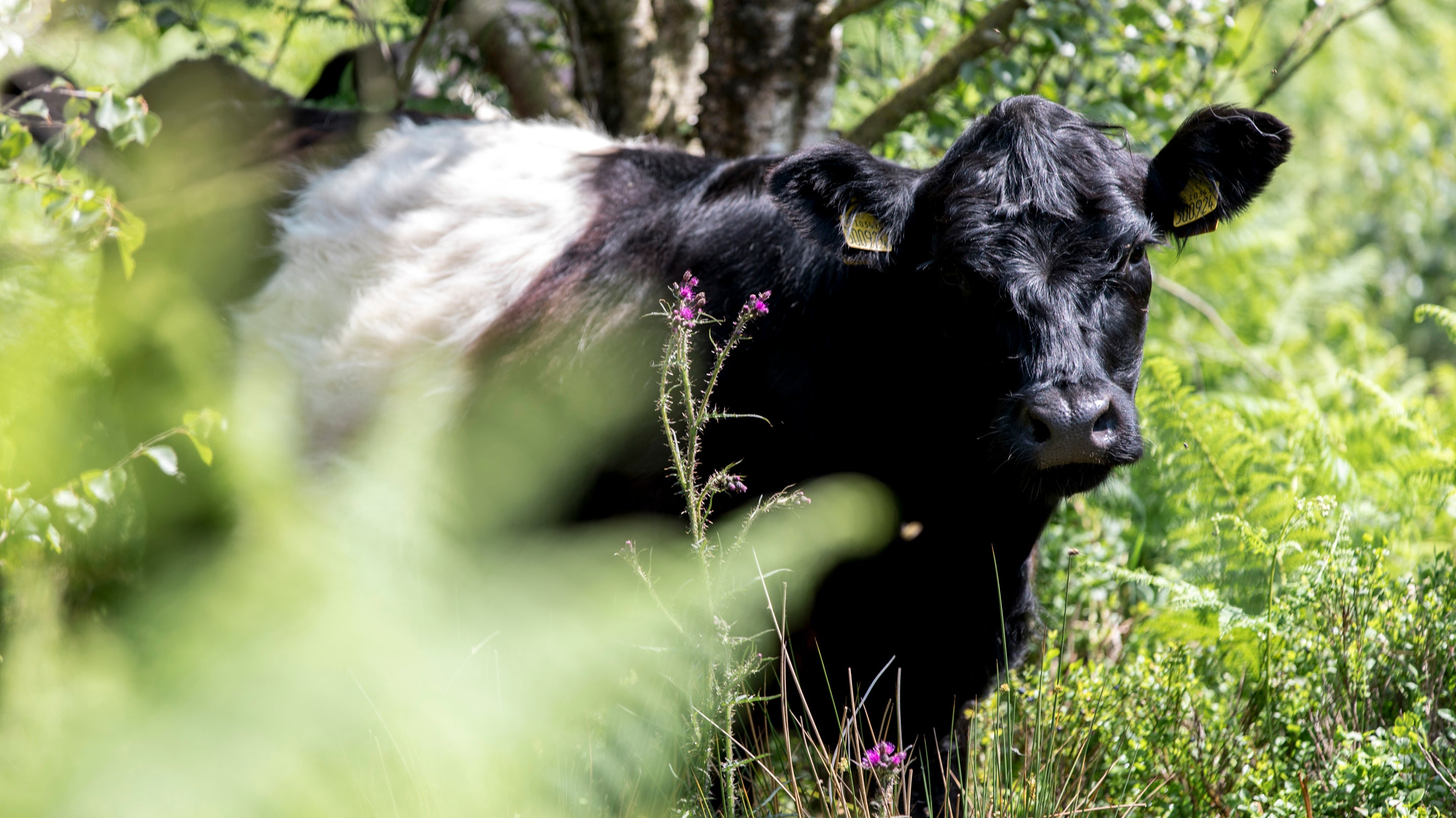 Cattle Grazing on Brimham Rocks North Moor