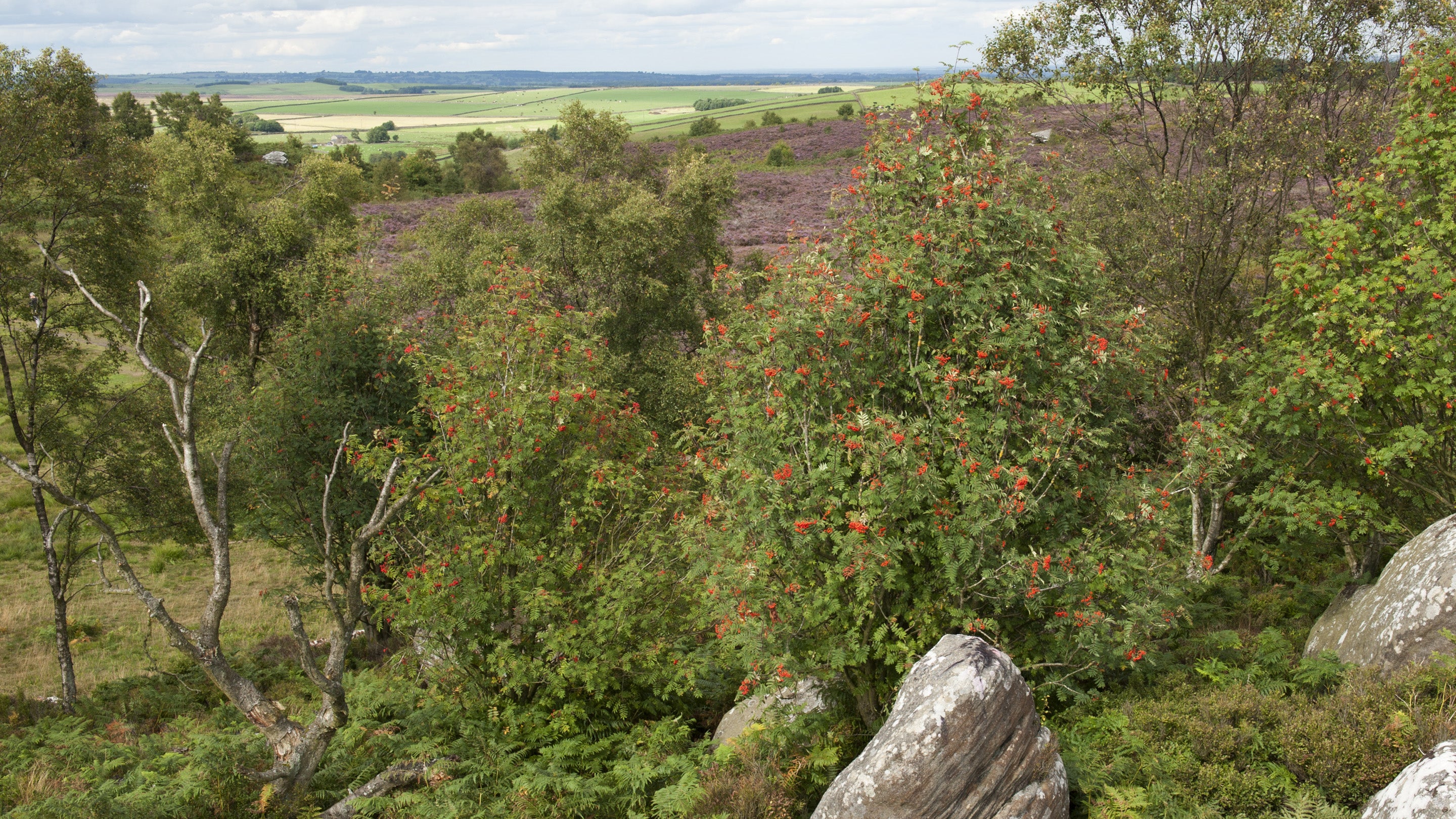 Moorland at Brimham Rocks