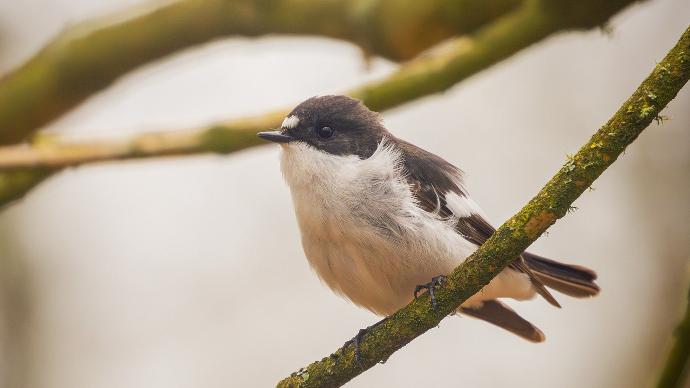 Pied flycatcher sitting on a branch at Brimham Rocks